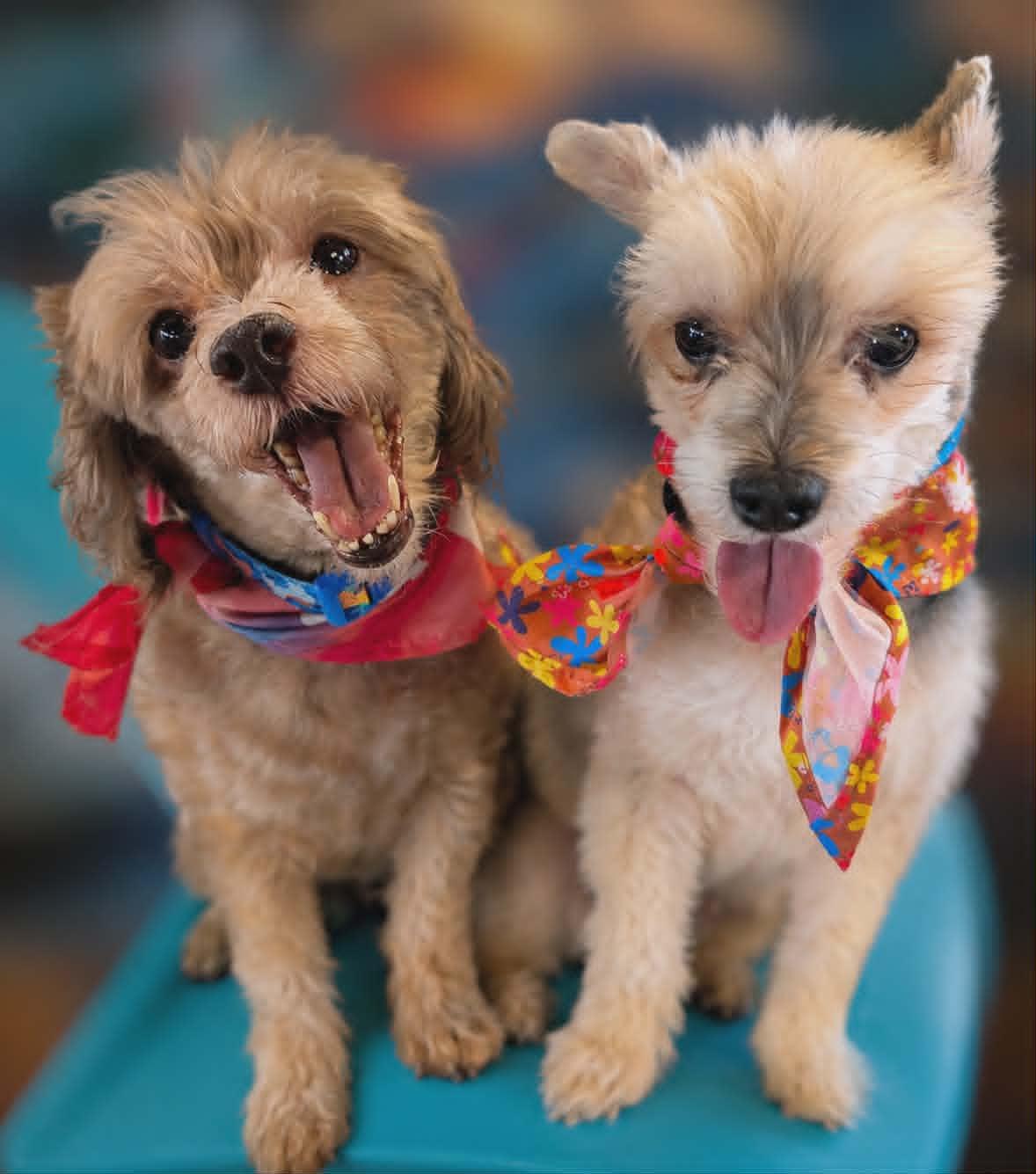 SUNNY & CELESTE, a ADOPTABLE mixed breed in Lincoln, NE image 2/6