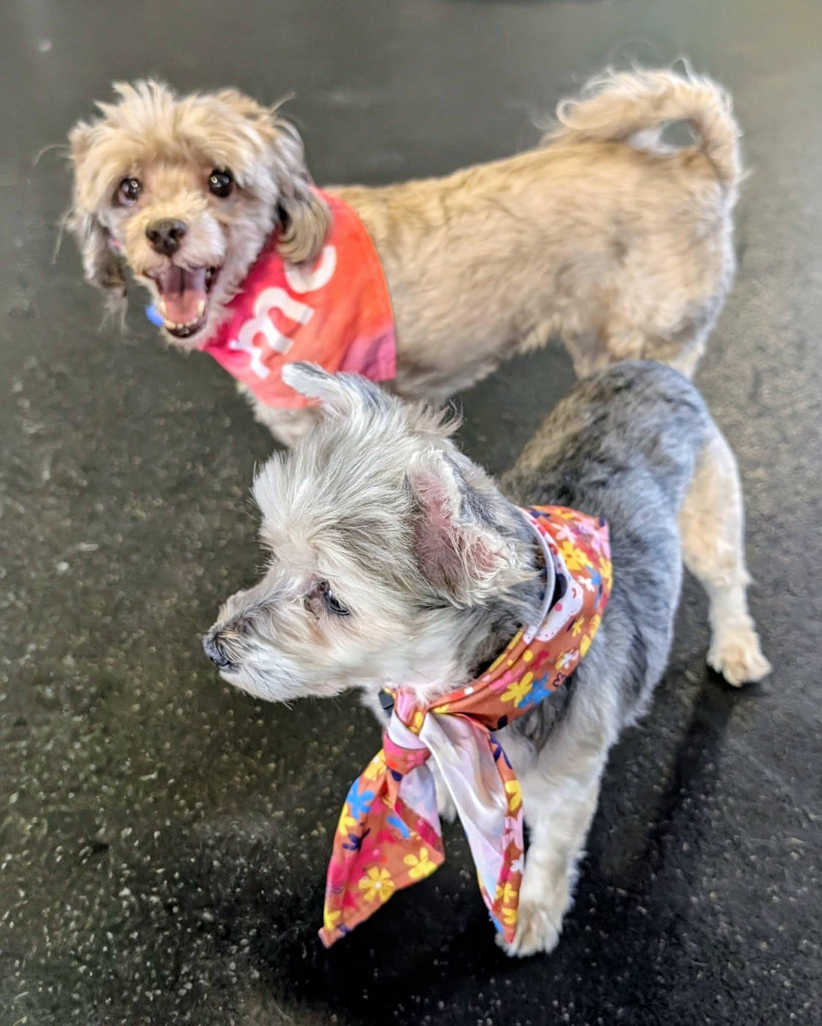 SUNNY & CELESTE, a ADOPTABLE mixed breed in Lincoln, NE image 6/6