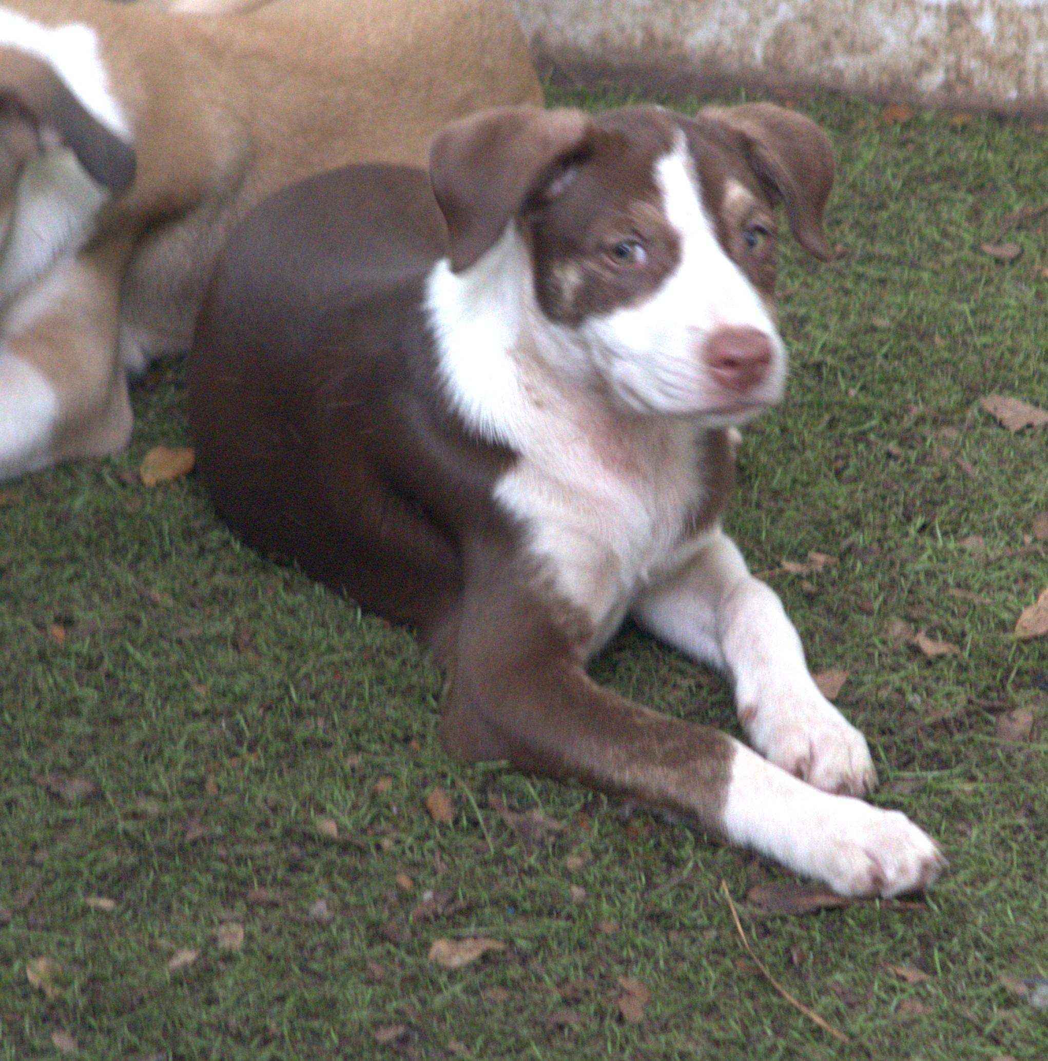Enlarge Wootsie Puppy Born March 10, 2026, a ADOPTABLE mixed breed in St. Petersburg, FL image 3/4