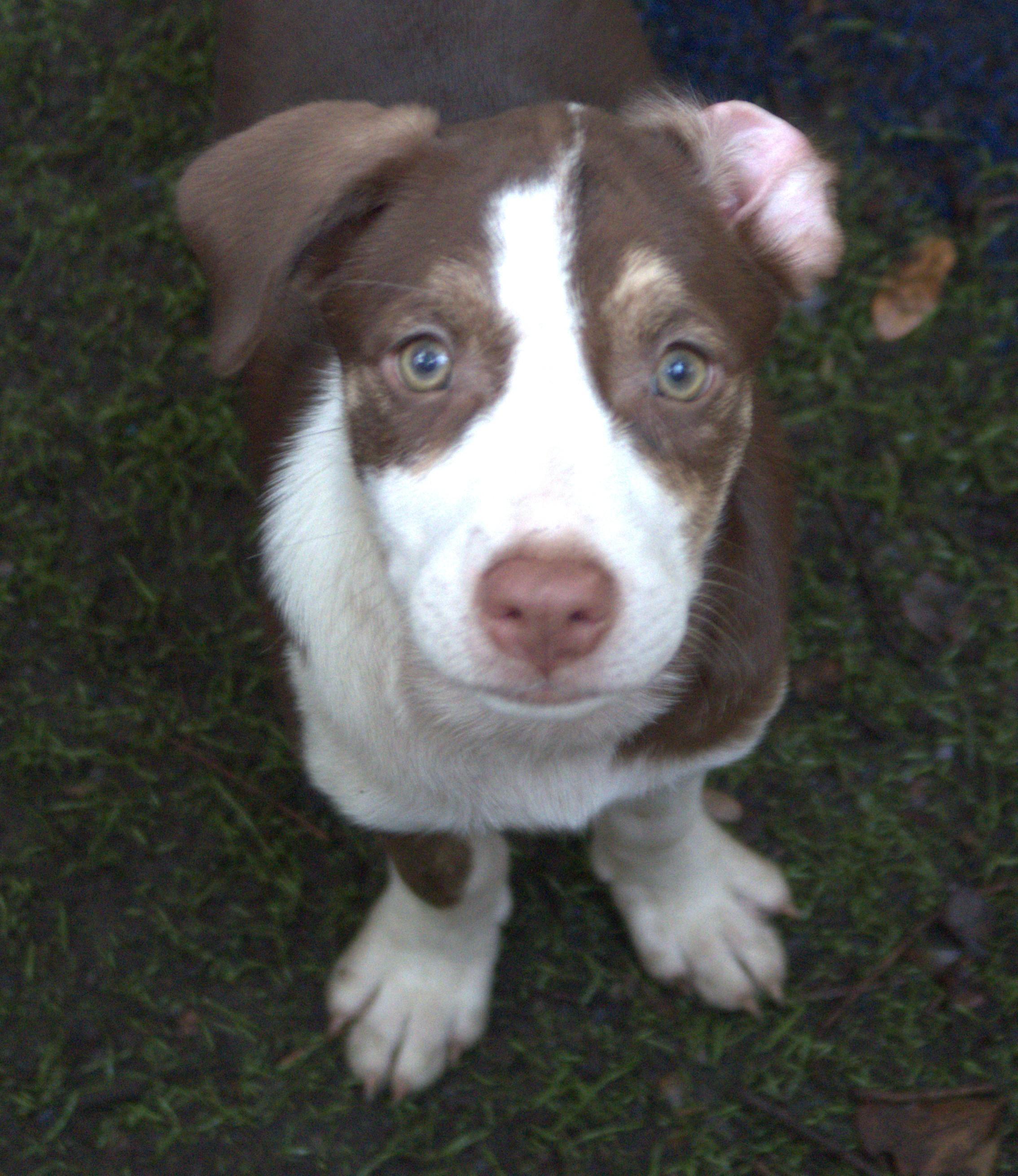 Enlarge Wootsie Puppy Born March 10, 2026, a ADOPTABLE mixed breed in St. Petersburg, FL image 1/4