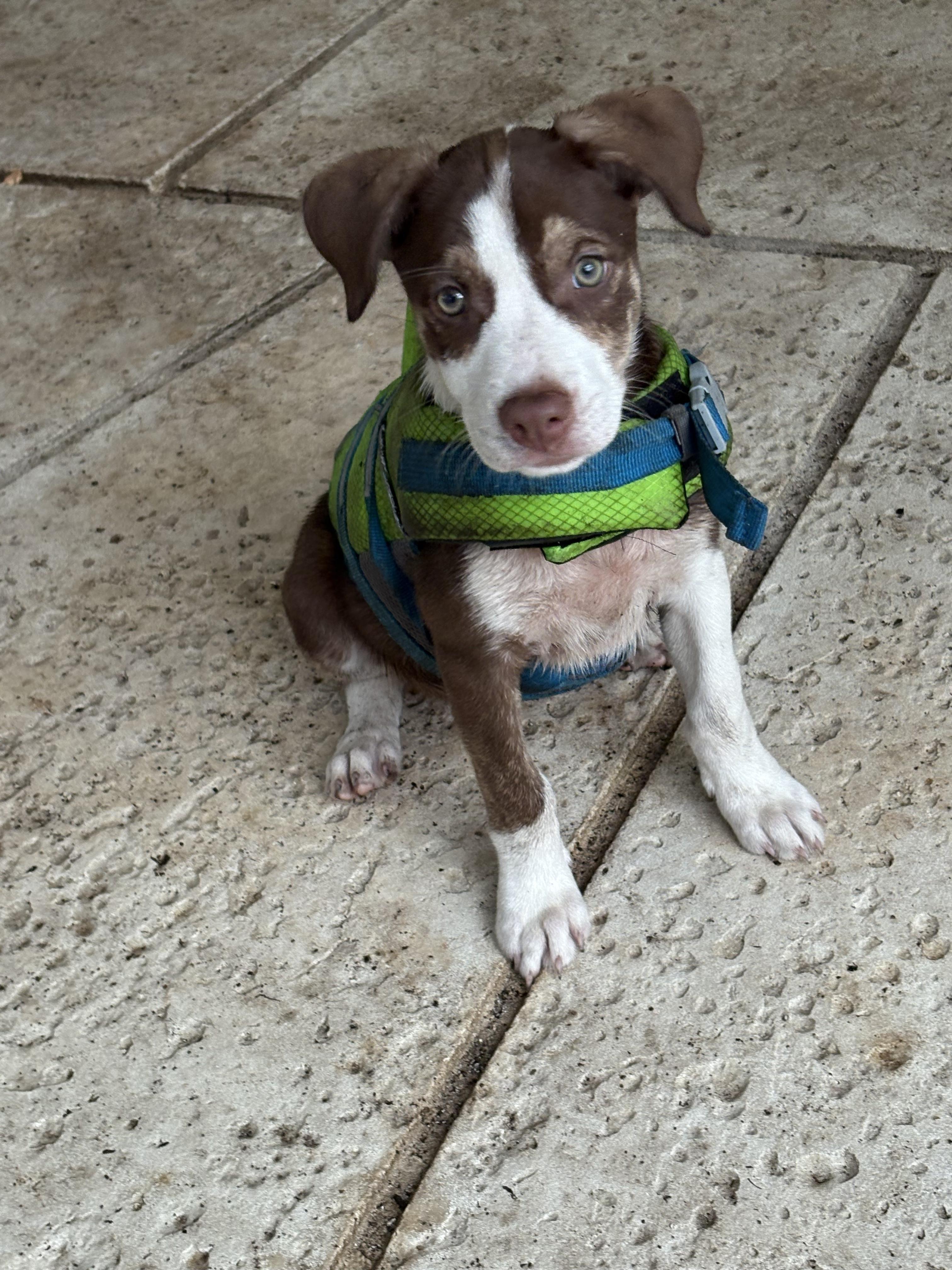 Enlarge Wootsie Puppy Born March 10, 2026, a ADOPTABLE mixed breed in St. Petersburg, FL image 2/4