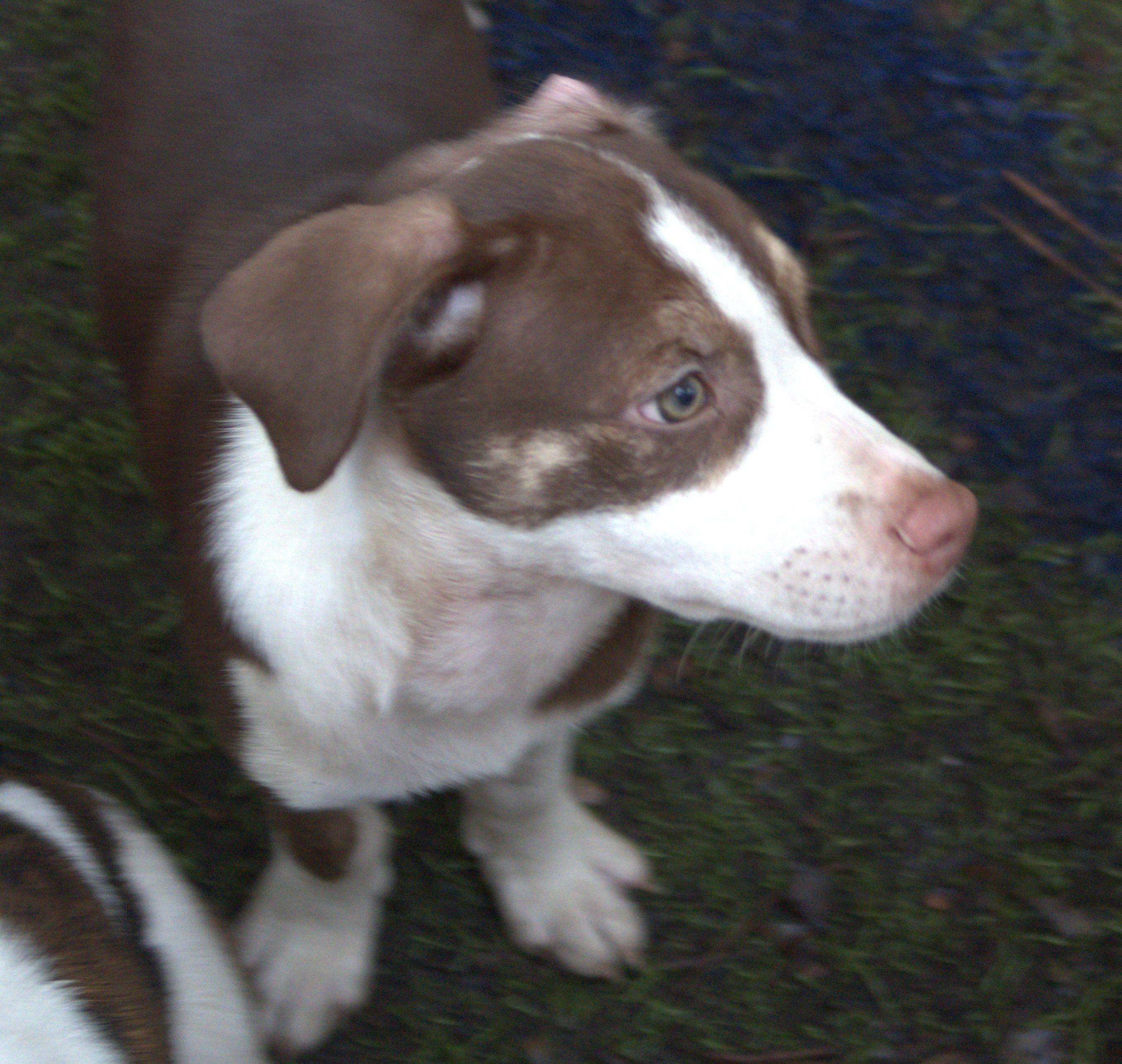 Enlarge Wootsie Puppy Born March 10, 2026, a ADOPTABLE mixed breed in St. Petersburg, FL image 4/4