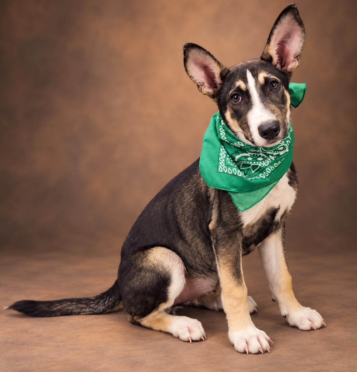 Dane, Adoptable, Young Male Husky.