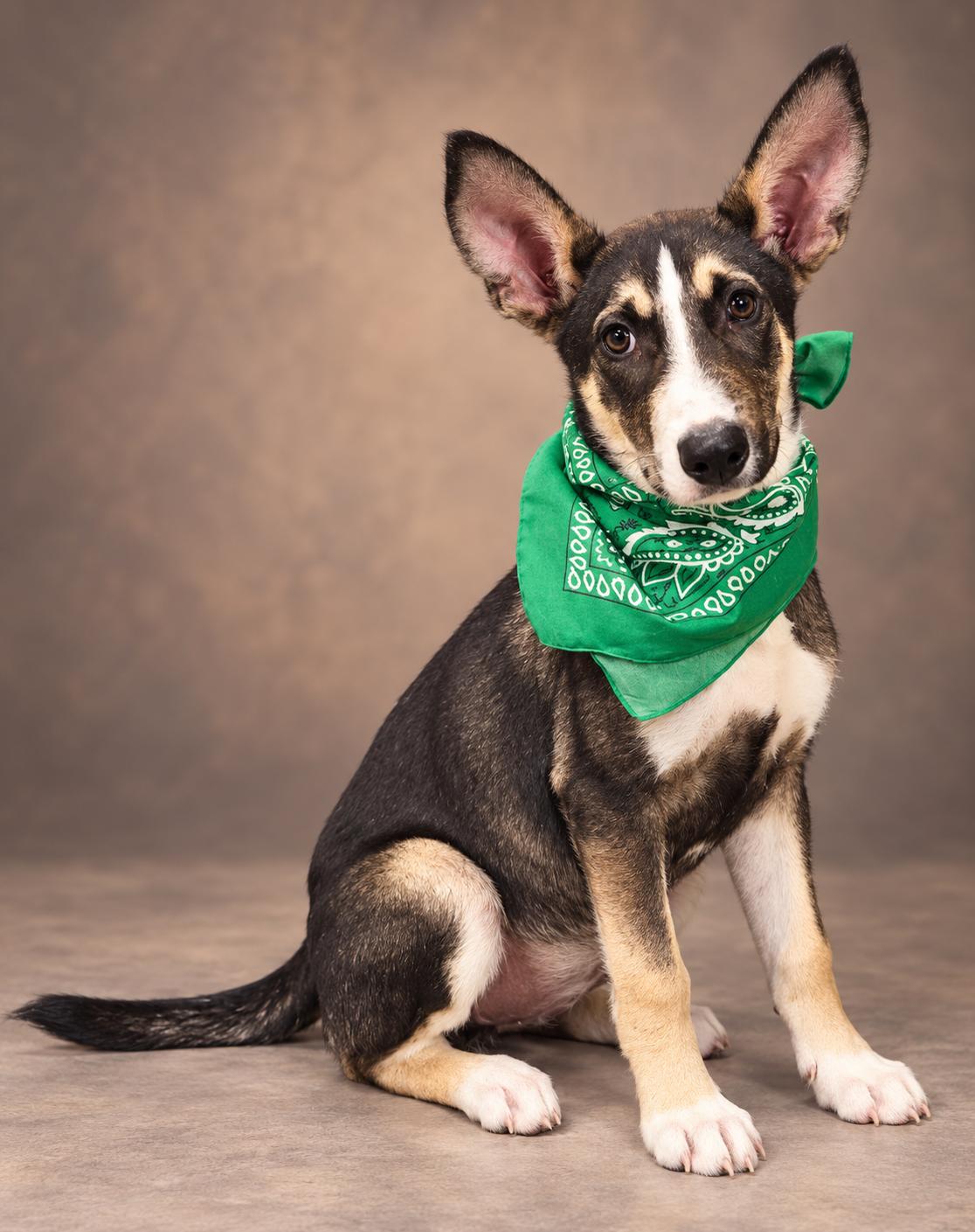 Enlarge Dane, a Adoptable mixed breed in Hotchkiss, CO image 3/4