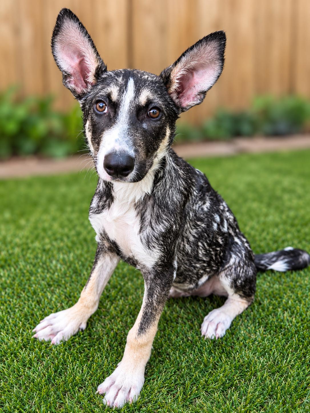 Enlarge Dane, a Adoptable mixed breed in Hotchkiss, CO image 2/4