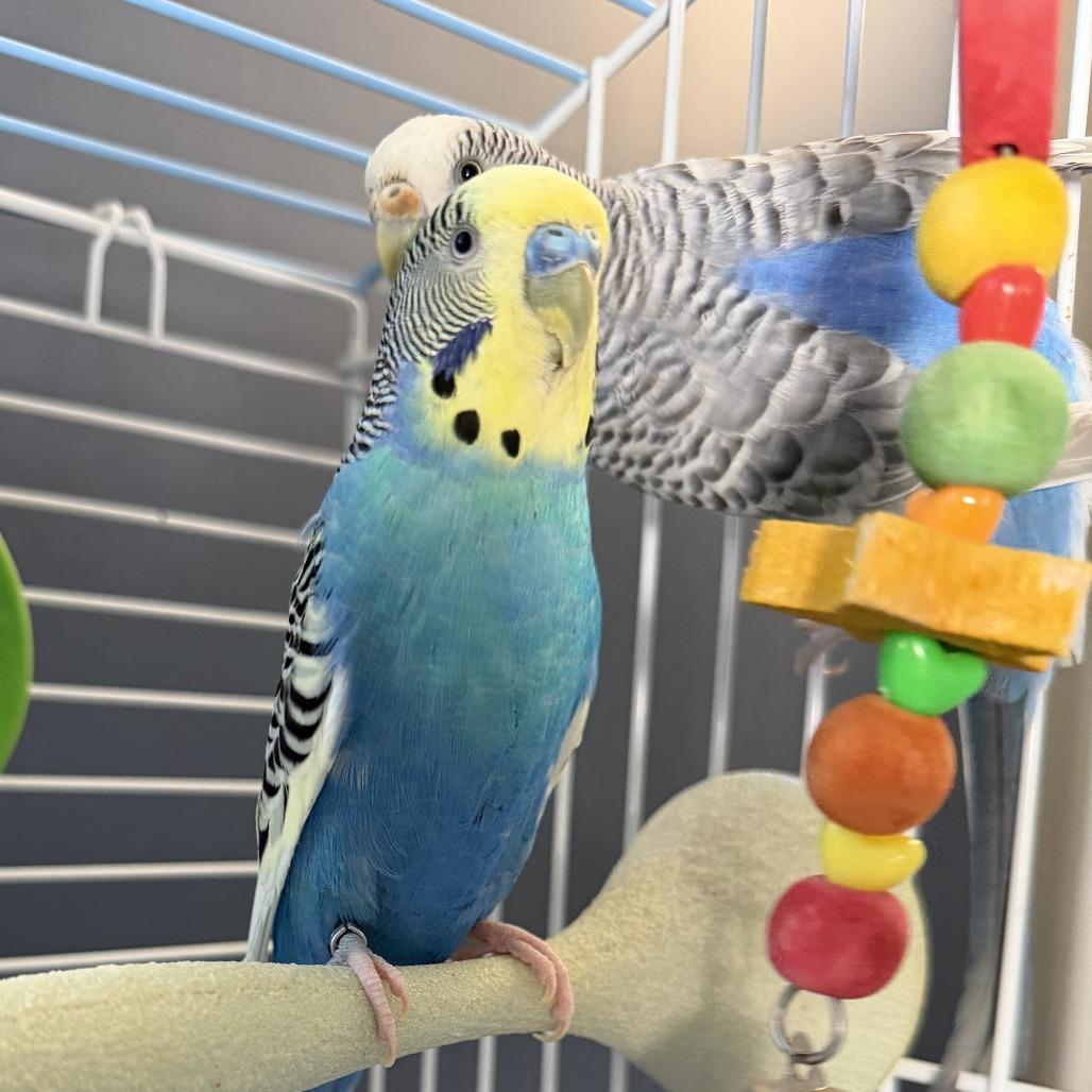 Sir Tweets A Lot *Bonded w/ Featherd Wonder*, Adoptable, Adult Female Parakeet (Other).