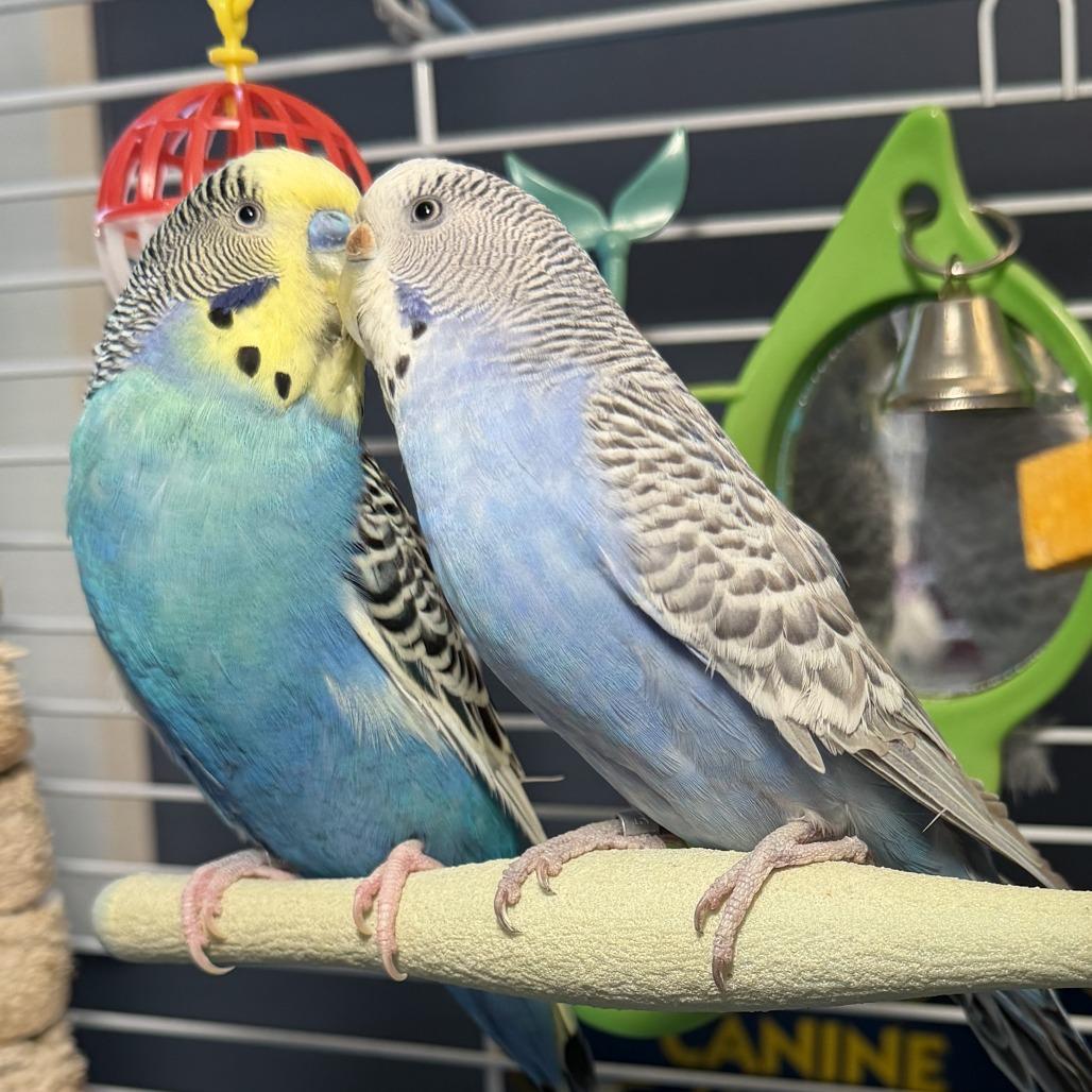 Enlarge Sir Tweets A Lot *Bonded w/ Featherd Wonder*, a Adoptable Parakeet (Other) in Kennebunk, ME image 2/3