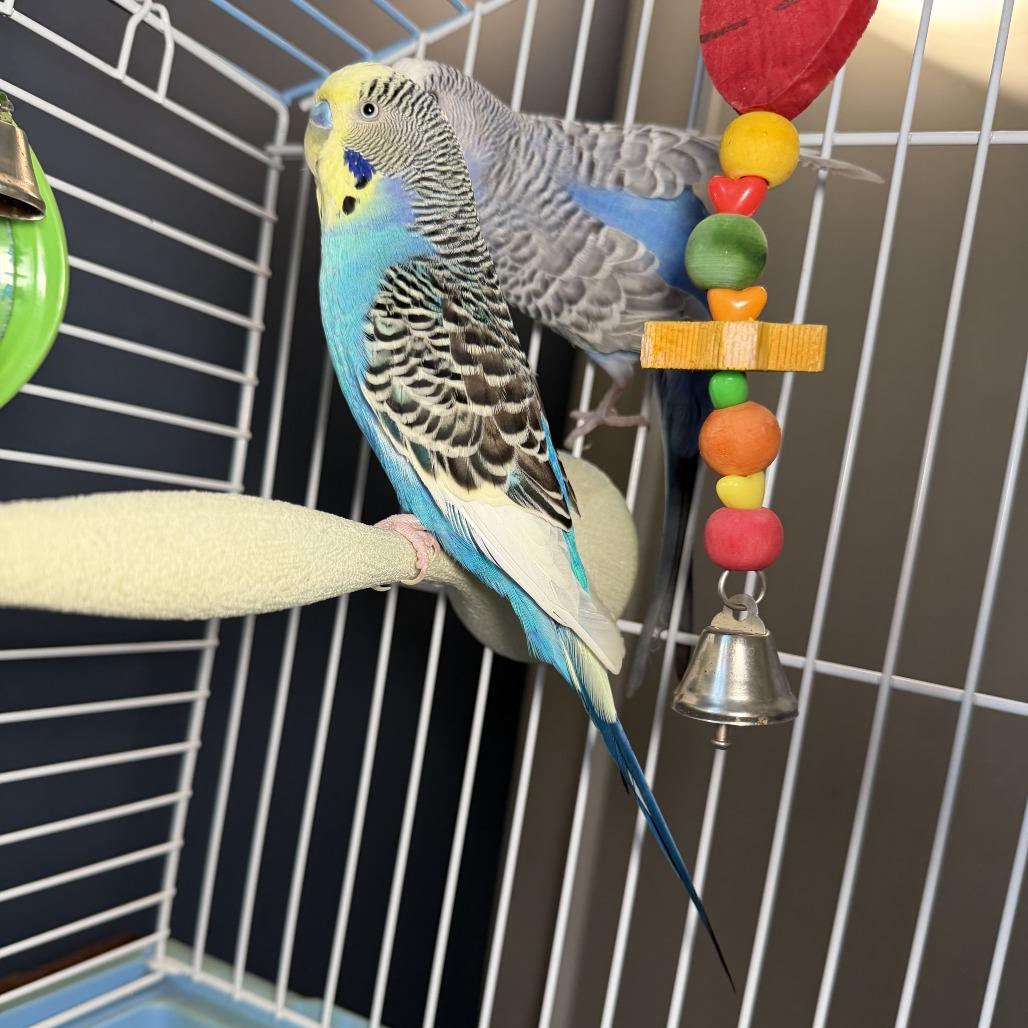 Enlarge Sir Tweets A Lot *Bonded w/ Featherd Wonder*, a Adoptable Parakeet (Other) in Kennebunk, ME image 3/3
