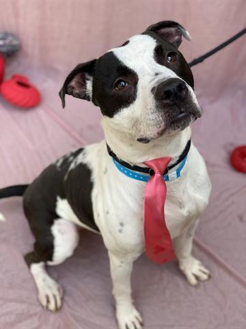 KODA, Adoptable, Adult Male Pit Bull Terrier.