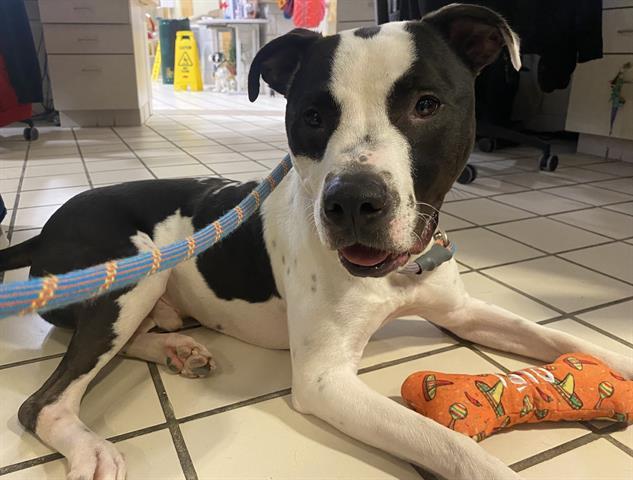 KODA, Adoptable, Adult Male Pit Bull Terrier.