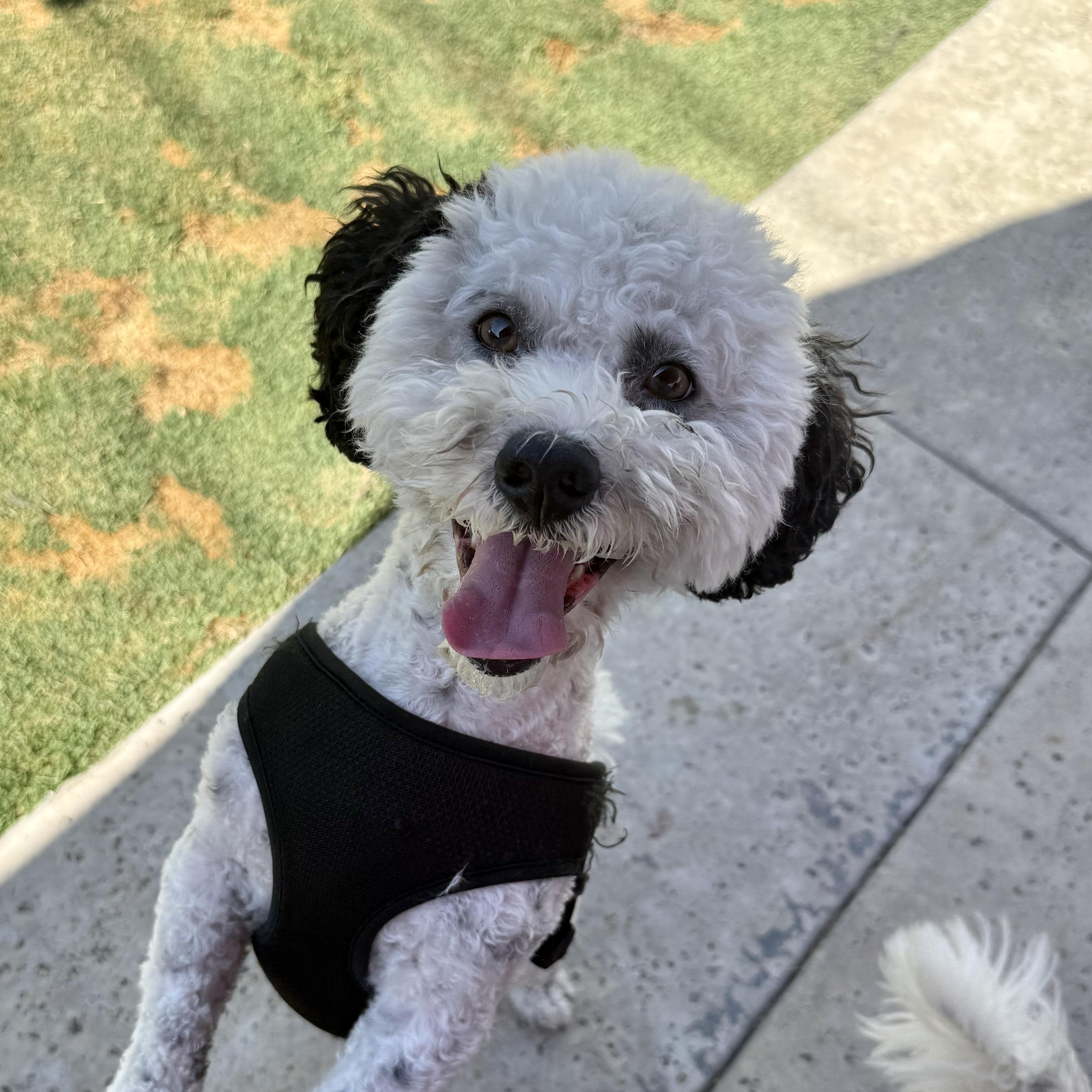 Pepper #556, Adoptable, Adult Male Bichon Frise & Shih Tzu.