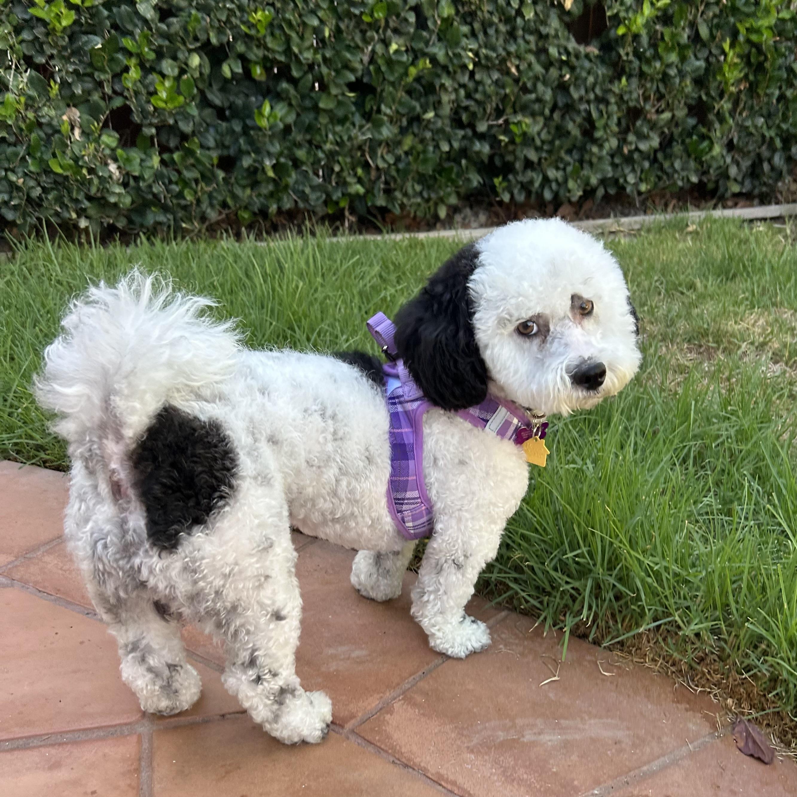 Enlarge Pepper #556, a Adoptable mixed breed in Placentia, CA image 4/6