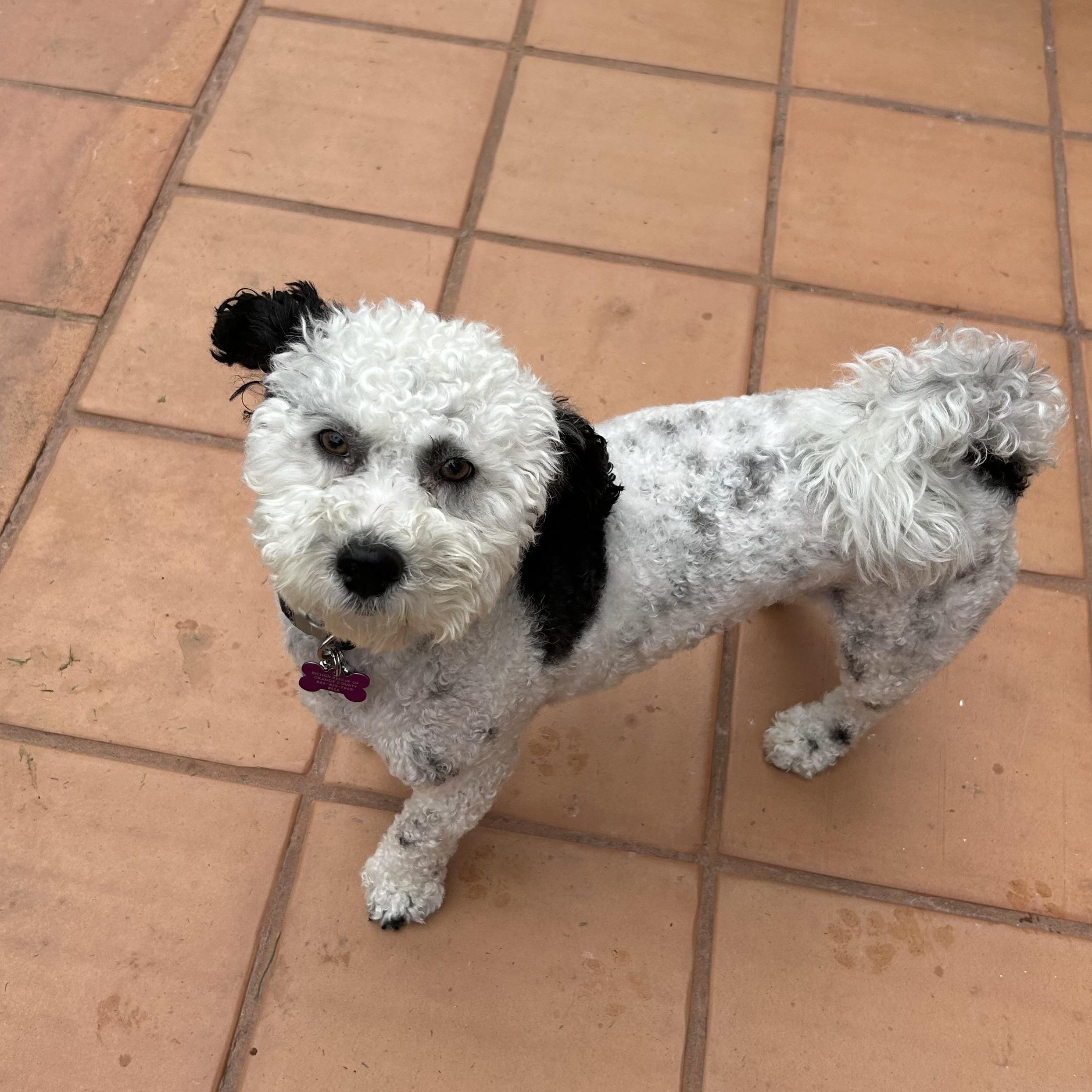 Pepper #556, a Adoptable mixed breed in Placentia, CA image 3/3