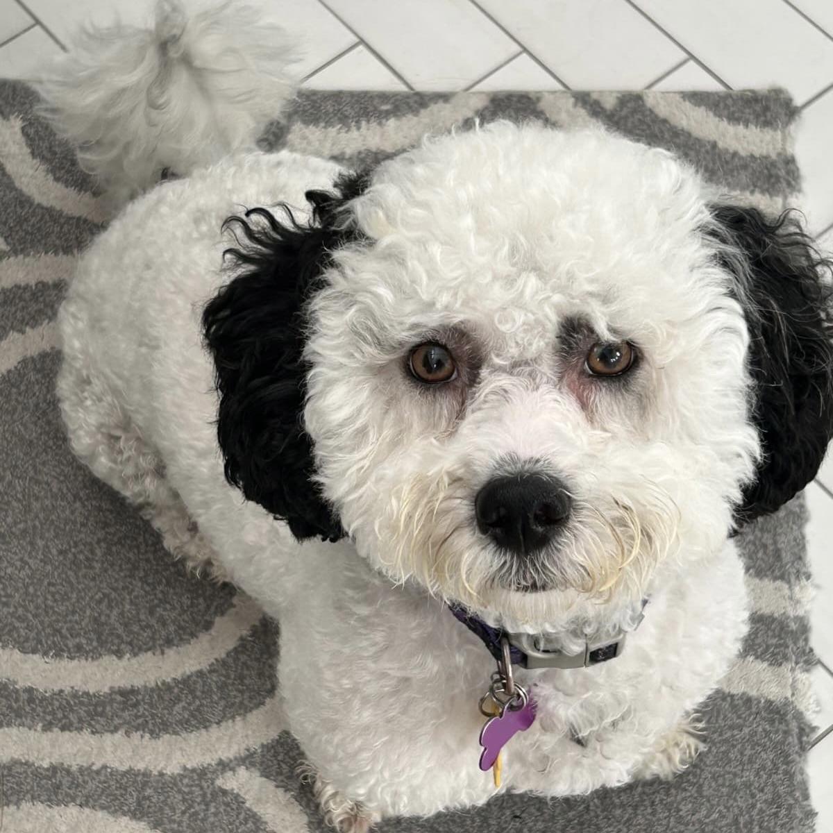 Enlarge Pepper #556, a Adoptable mixed breed in Placentia, CA image 6/6