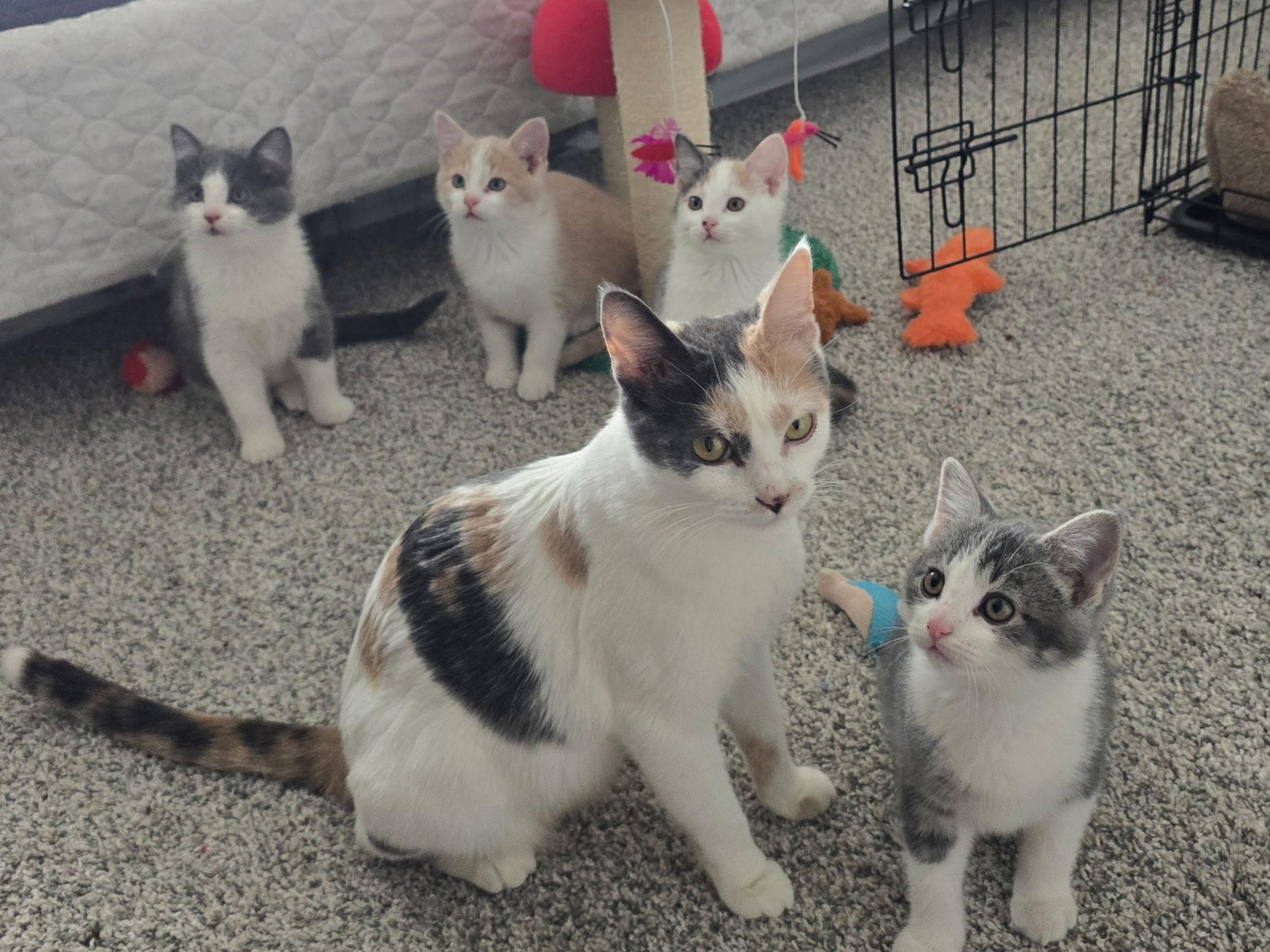 Enlarge Simon, an adopted Domestic Short Hair in Farmington, MN image 3/4