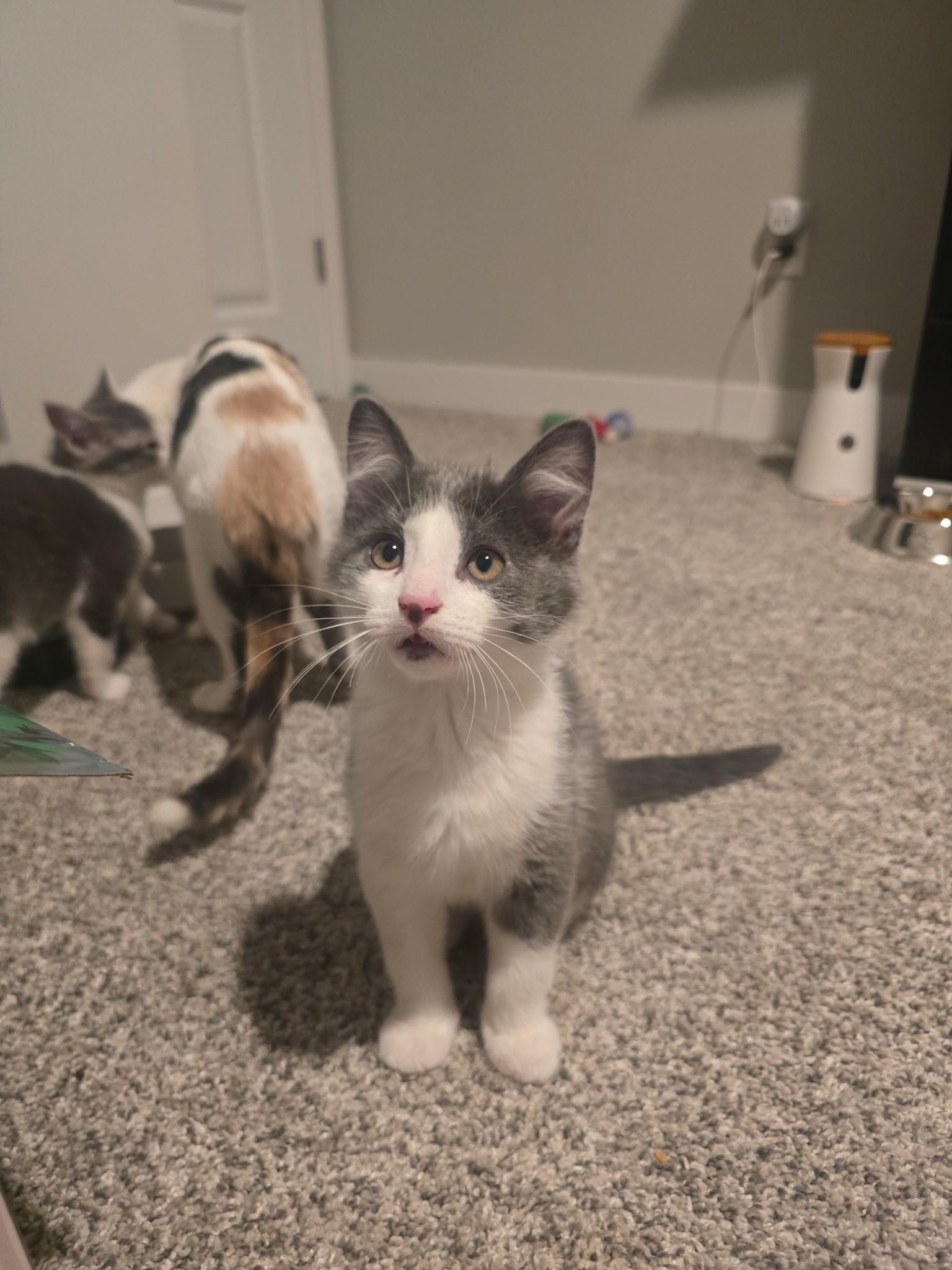 Enlarge Simon, an adopted Domestic Short Hair in Farmington, MN image 1/4