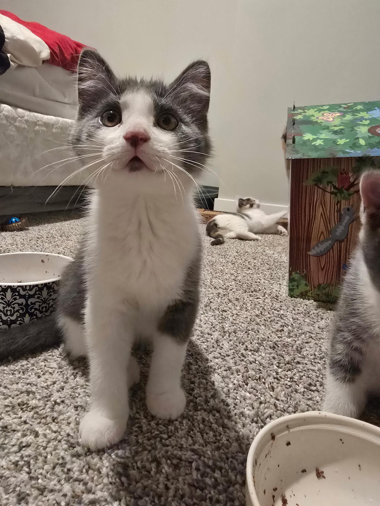 Enlarge Simon, an adopted Domestic Short Hair in Farmington, MN image 2/4