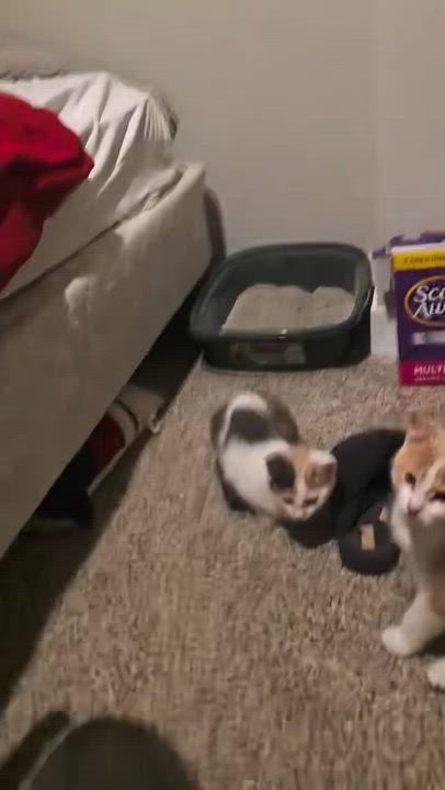 Enlarge Simon, an adopted Domestic Short Hair in Farmington, MN video 4/4