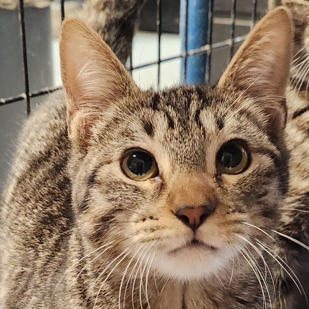 Enlarge Anakin K46308, a Adoptable Domestic Short Hair in Corsicana, TX image 1/3