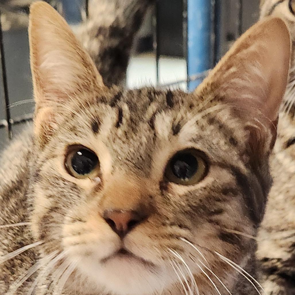 Enlarge Anakin K46308, a Adoptable Domestic Short Hair in Corsicana, TX image 2/3