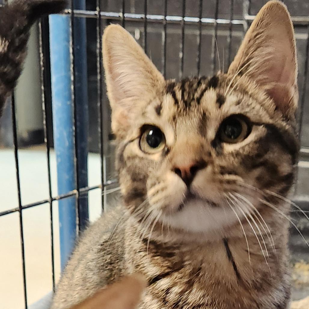 Enlarge Anakin K46308, a Adoptable Domestic Short Hair in Corsicana, TX image 3/3
