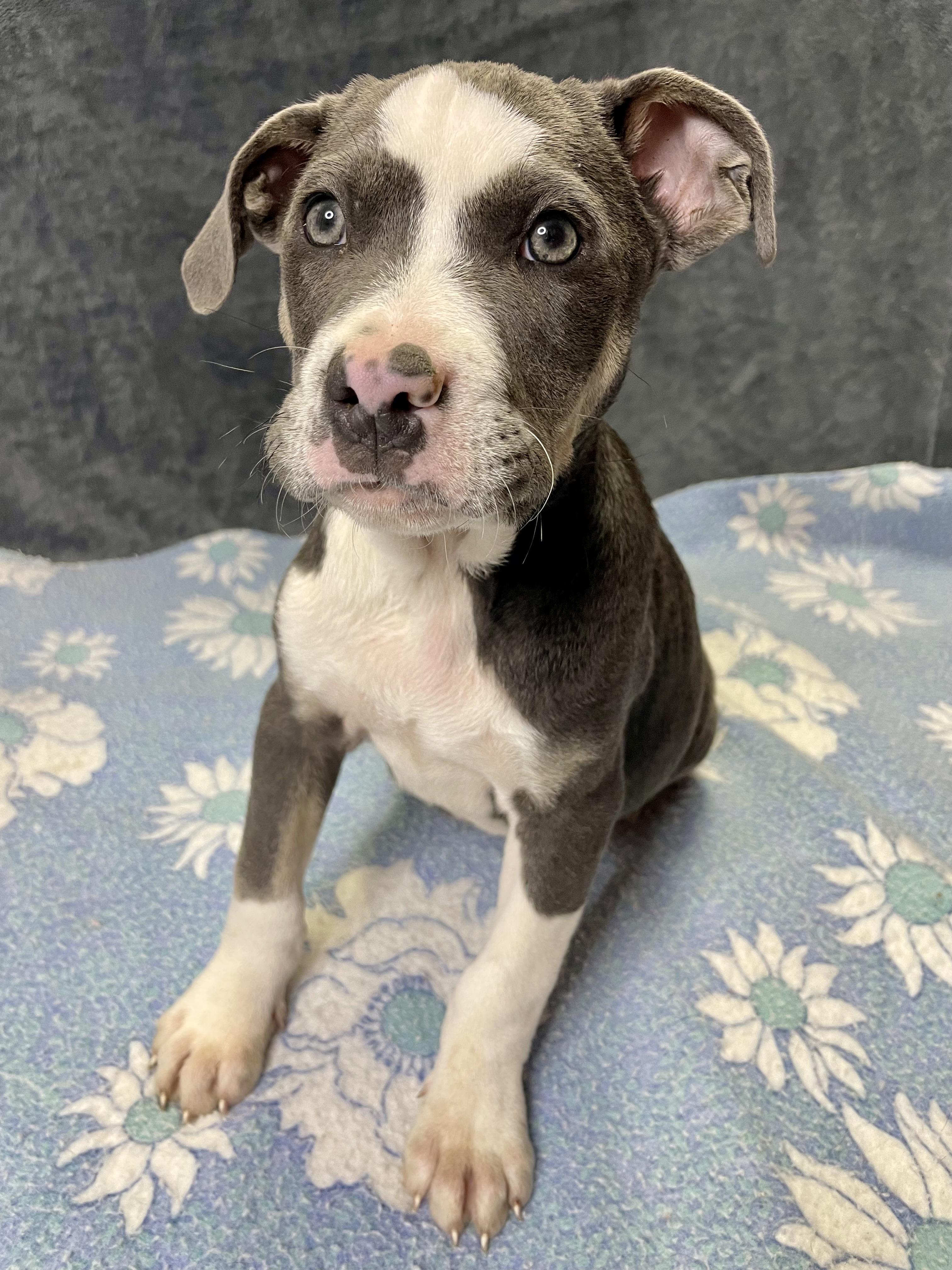 Enlarge Rick, an adopted mixed breed in Lacon, IL image 4/6