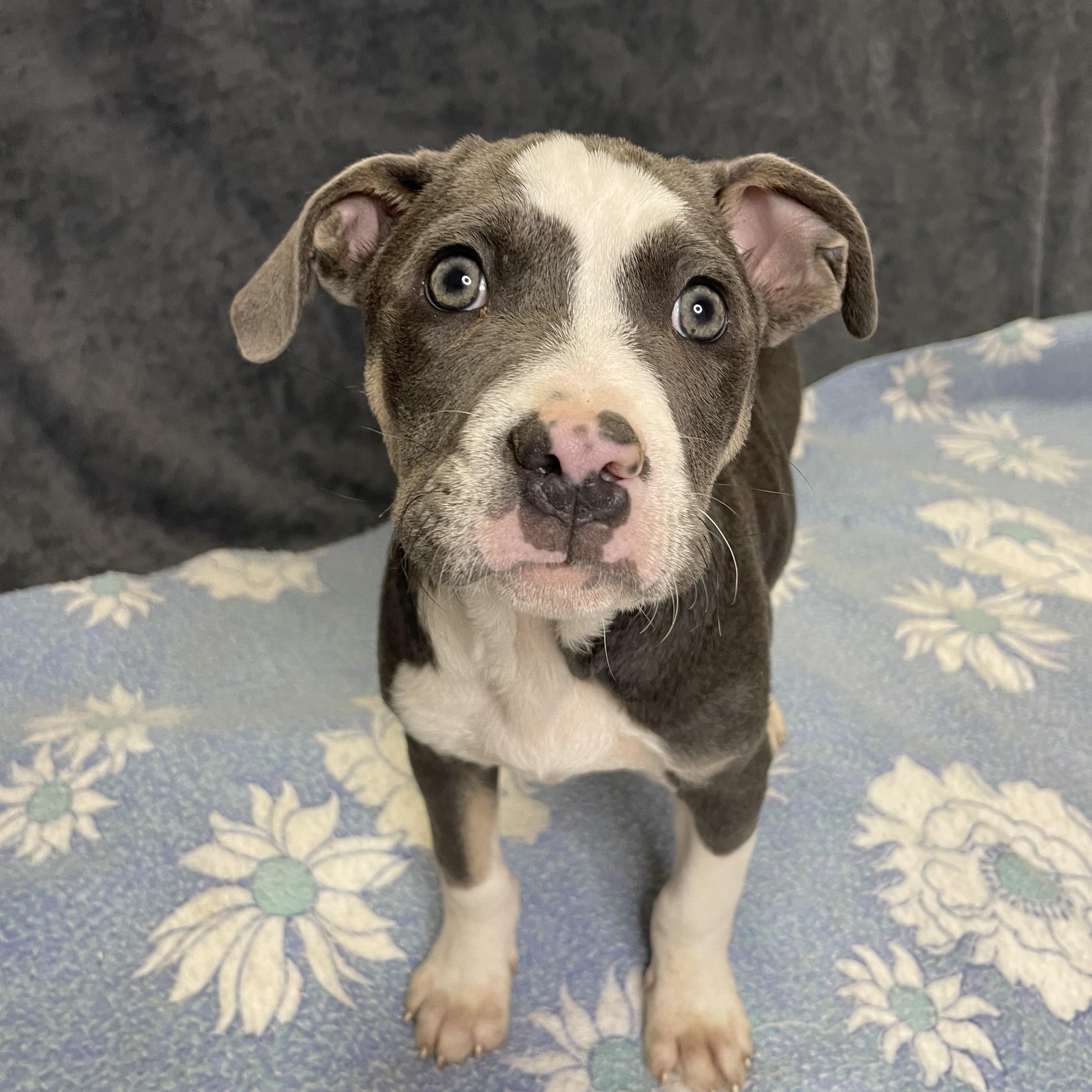 Enlarge Rick, an adopted mixed breed in Lacon, IL image 1/6