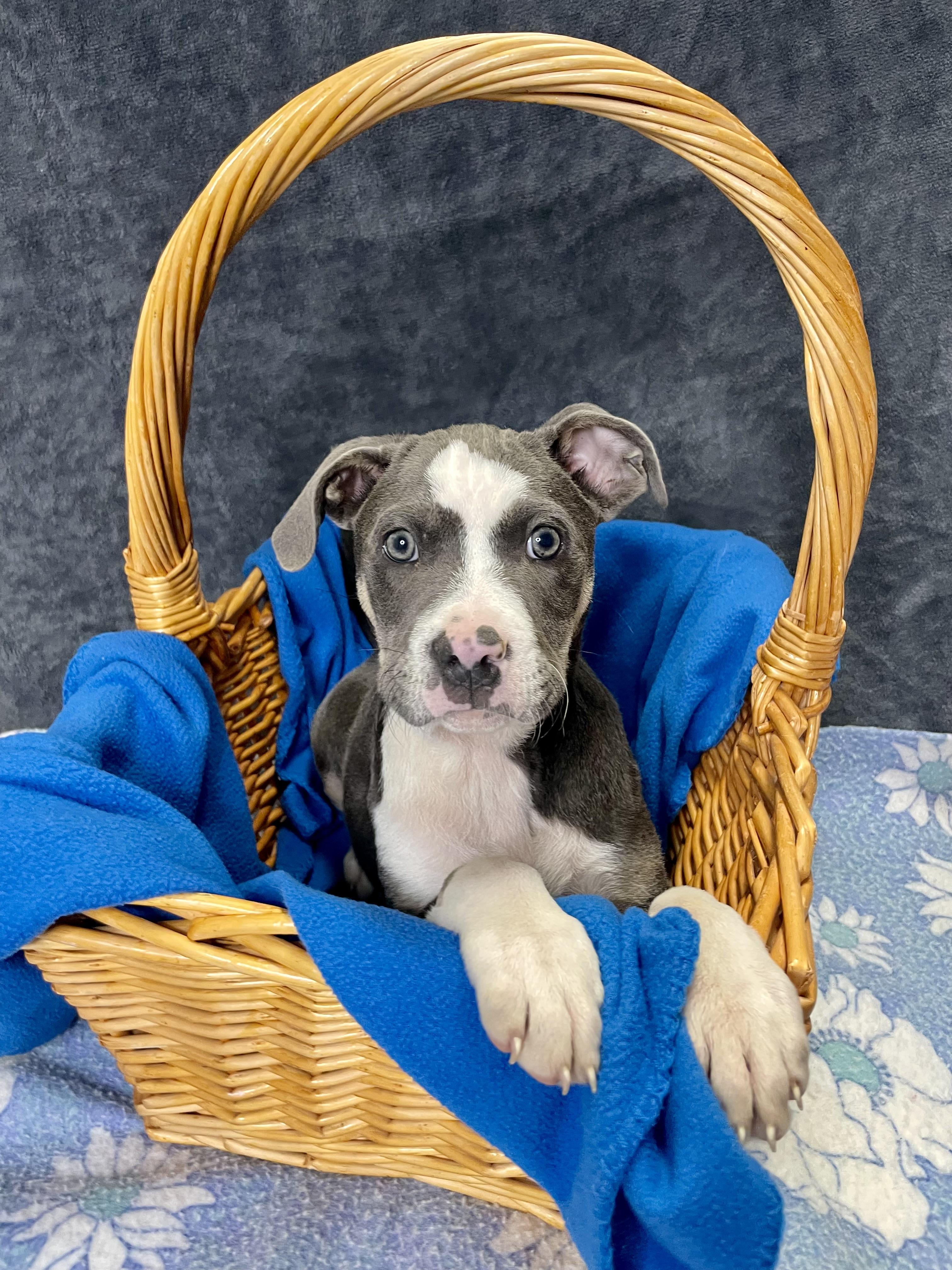Enlarge Rick, an adopted mixed breed in Lacon, IL image 2/6