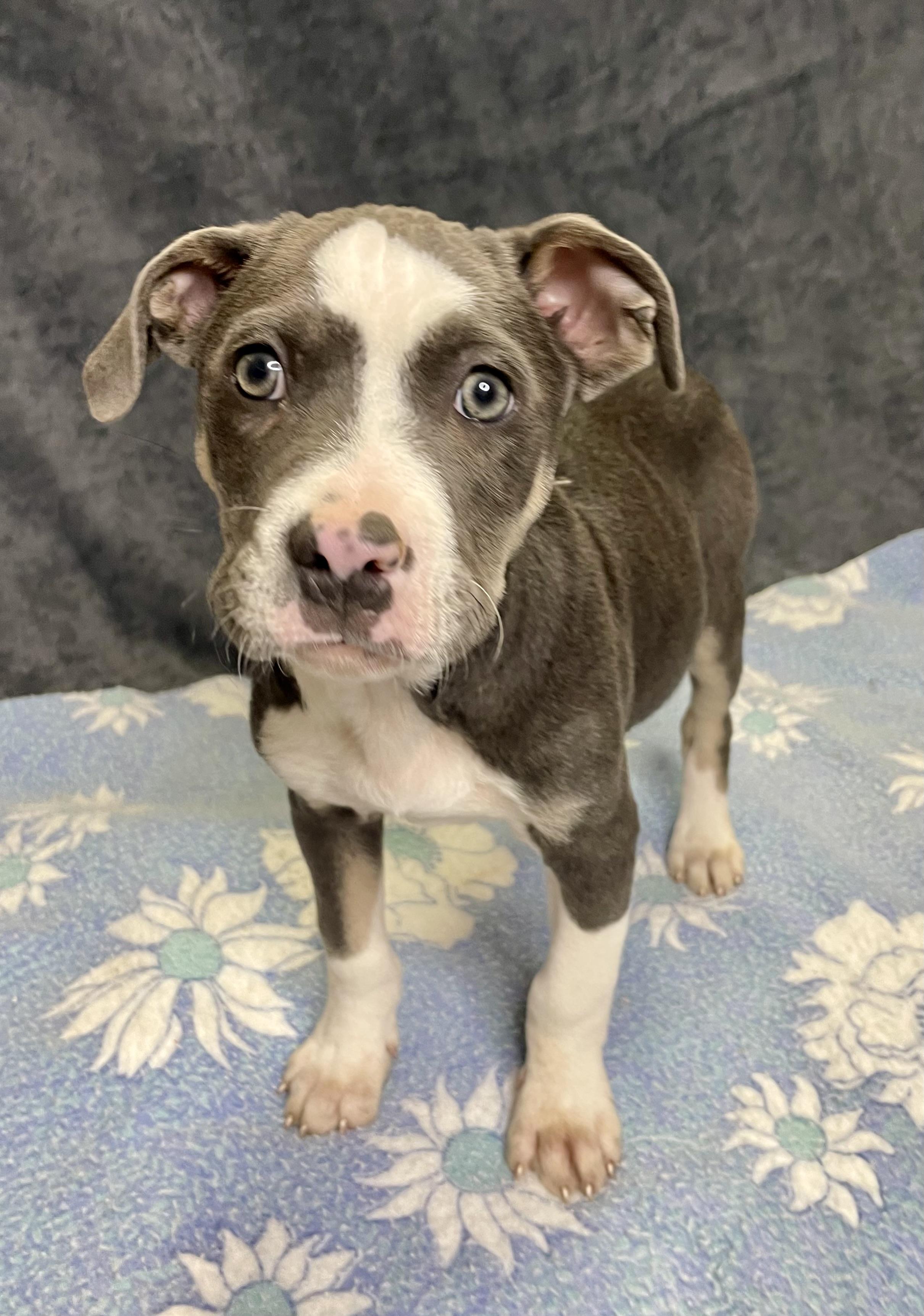 Enlarge Rick, an adopted mixed breed in Lacon, IL image 6/6