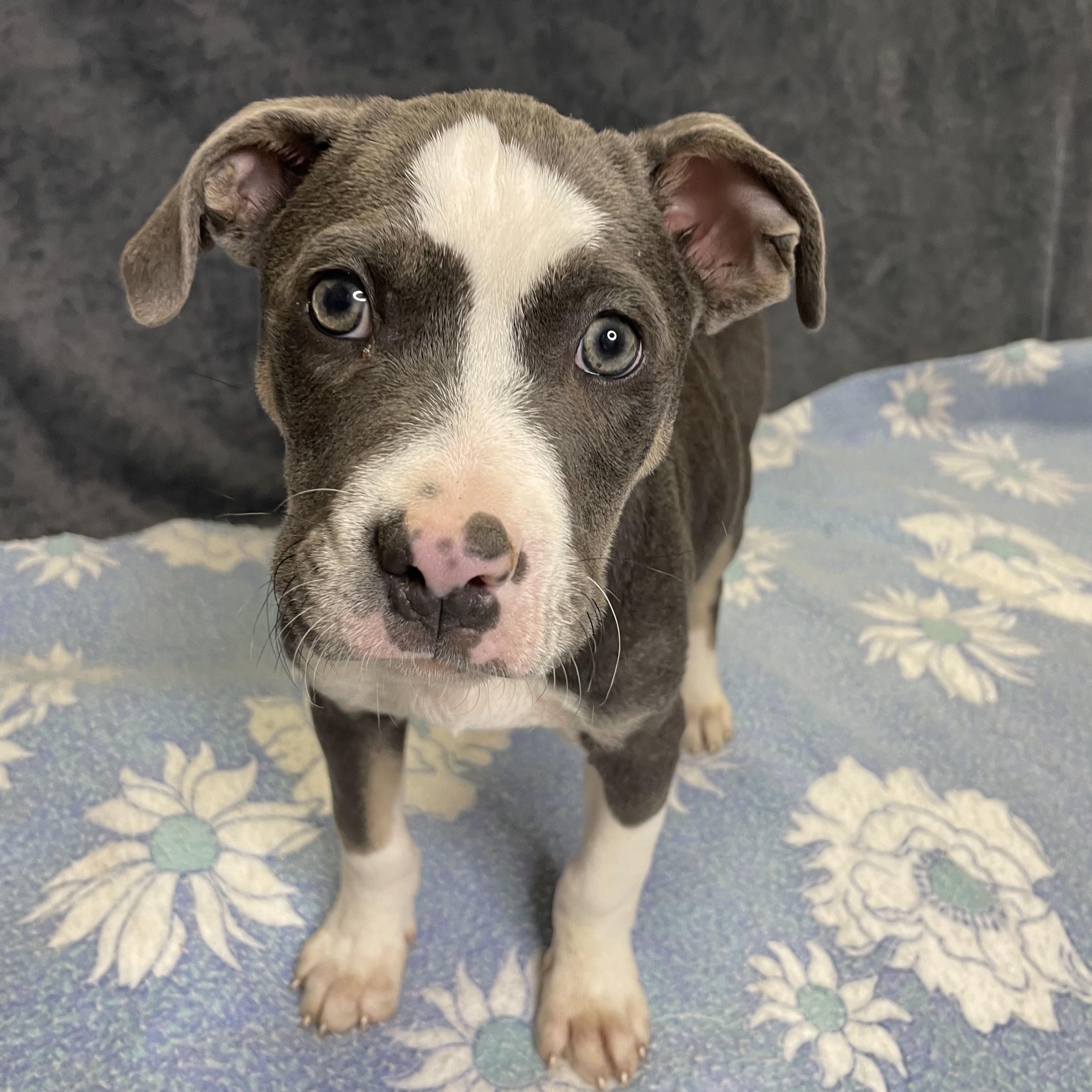 Enlarge Rick, an adopted mixed breed in Lacon, IL image 3/6
