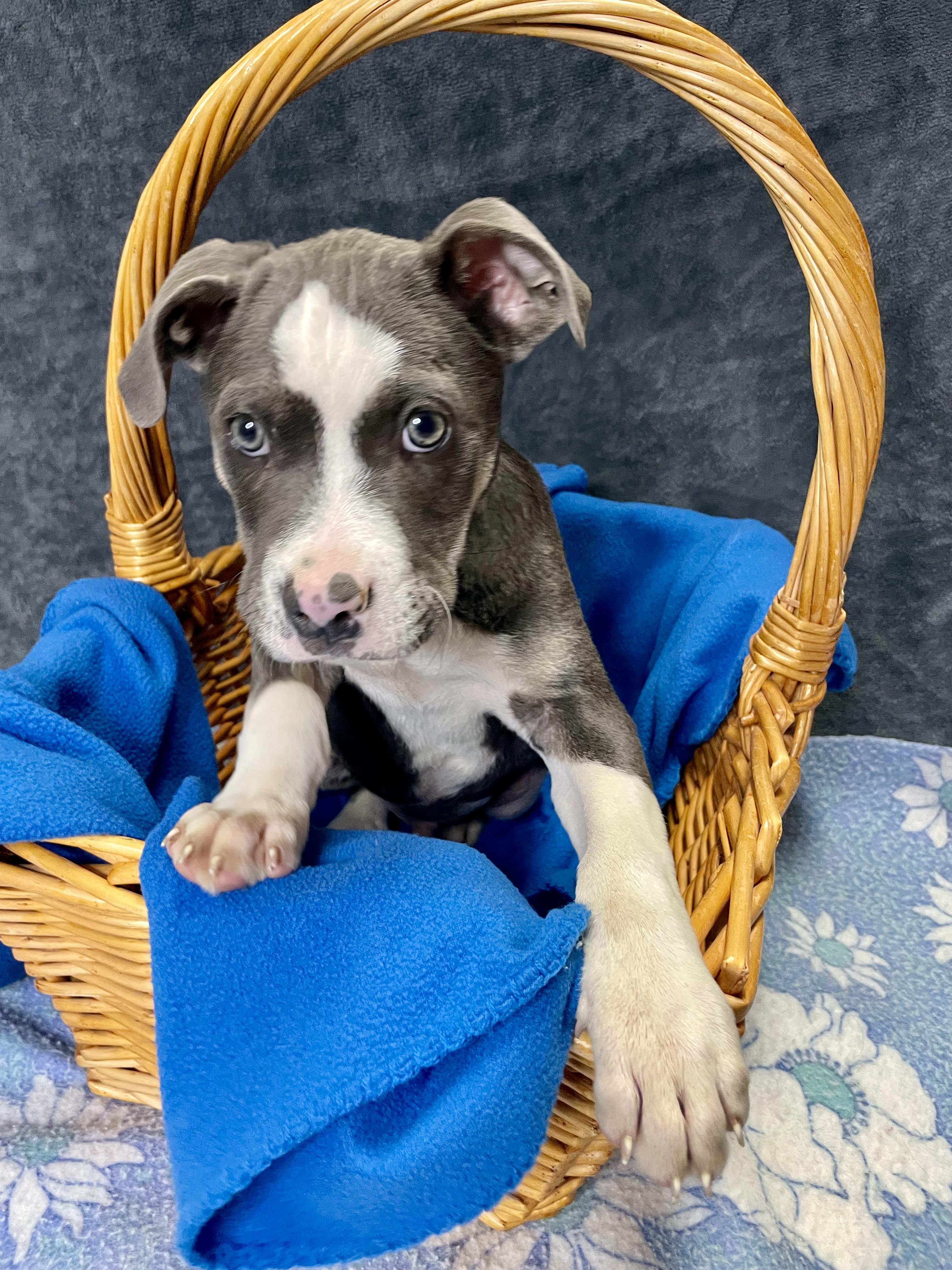 Enlarge Rick, an adopted mixed breed in Lacon, IL image 5/6