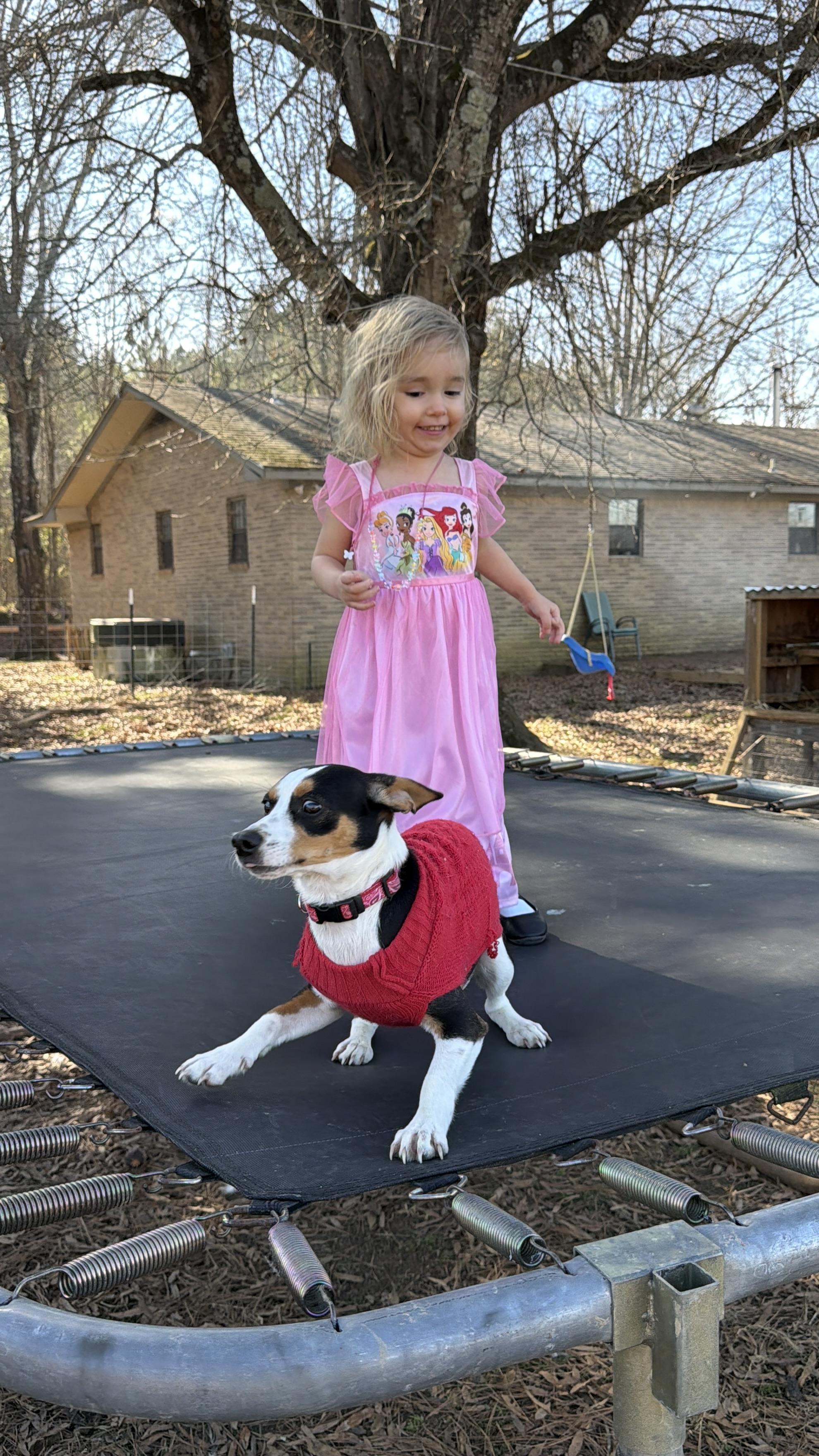 Enlarge Bingo, an adopted mixed breed in Memphis, TN image 6/6
