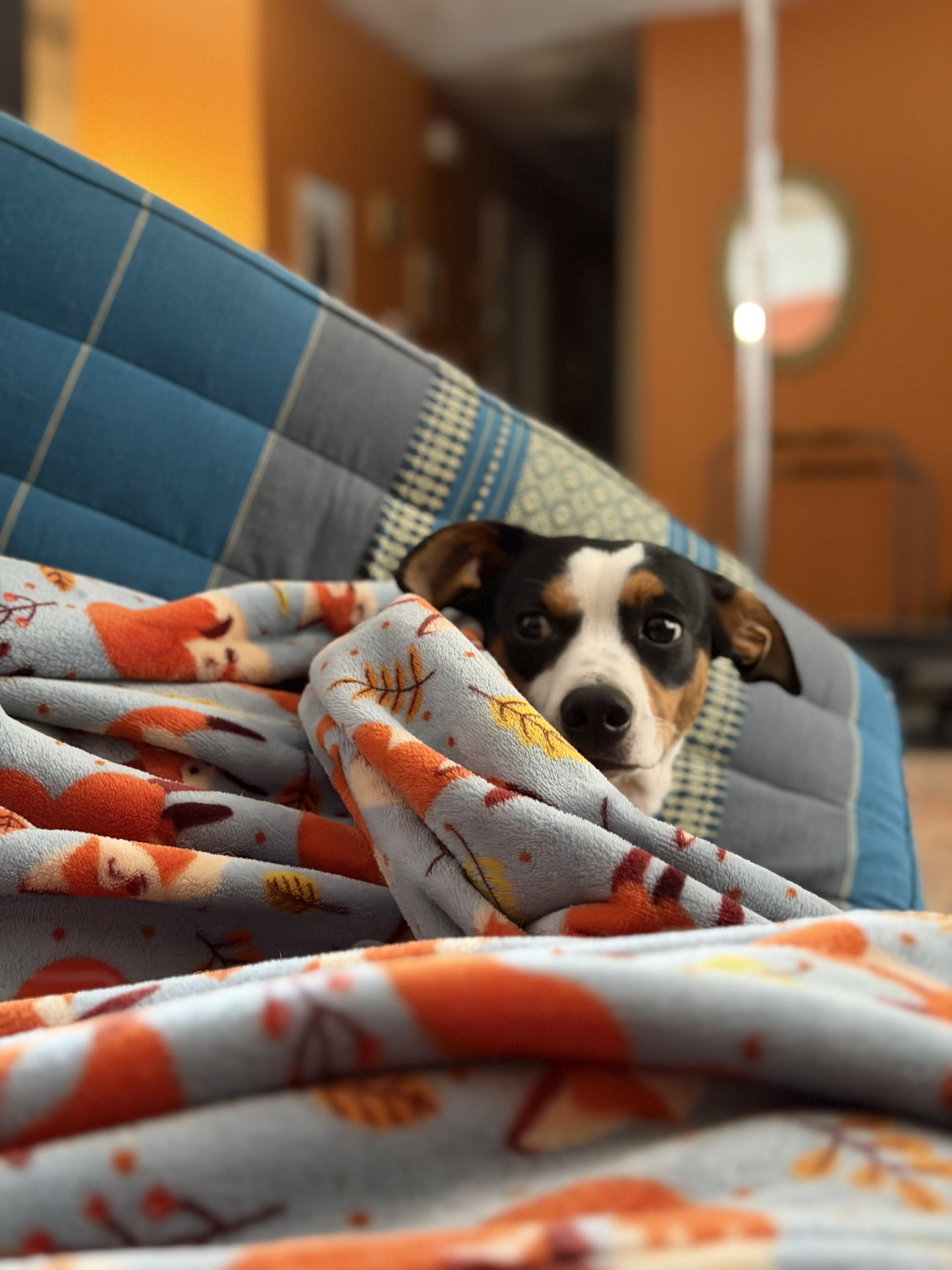 Enlarge Bingo, an adopted mixed breed in Memphis, TN image 4/6
