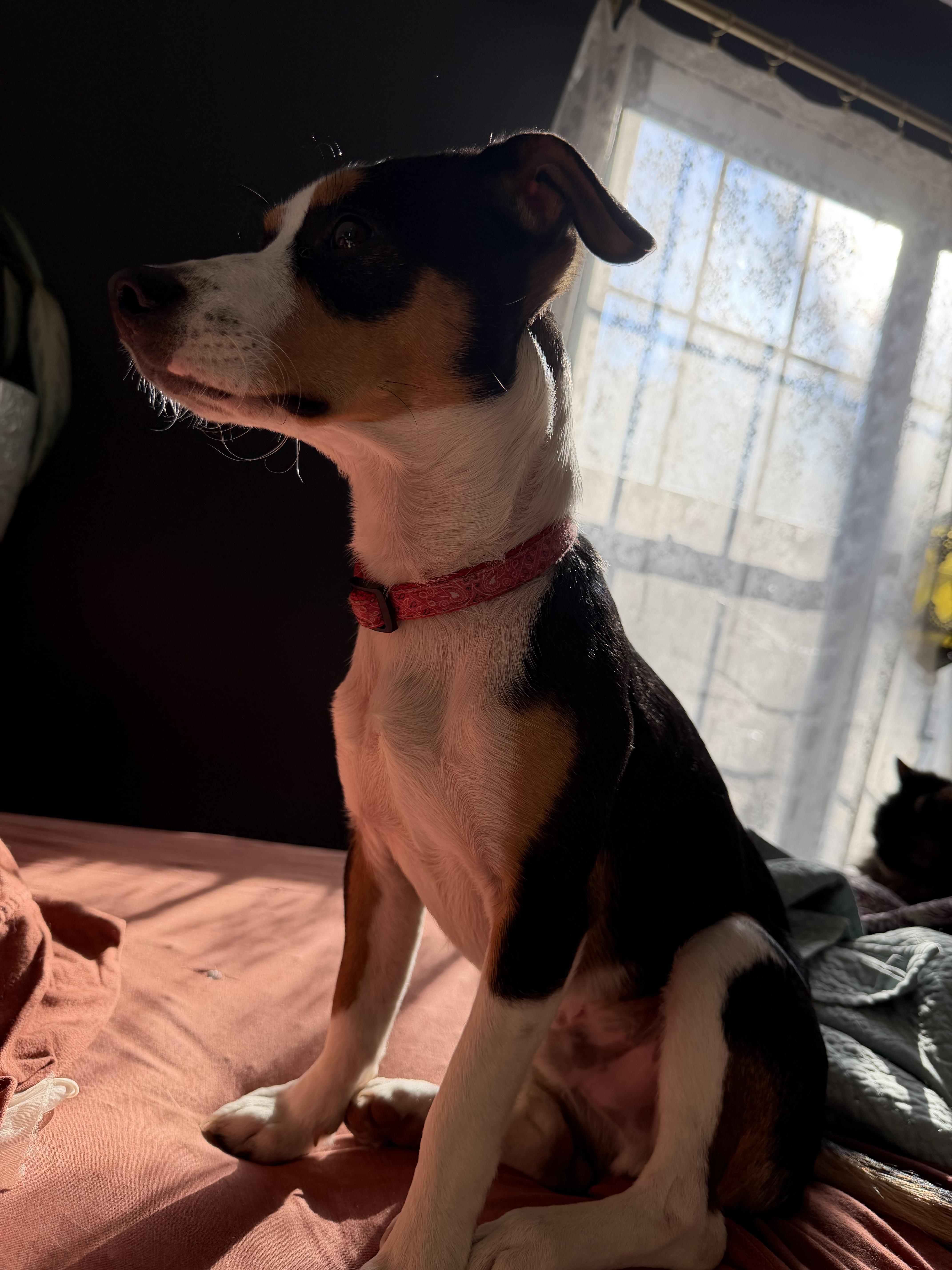 Enlarge Bingo, an adopted mixed breed in Memphis, TN image 3/6