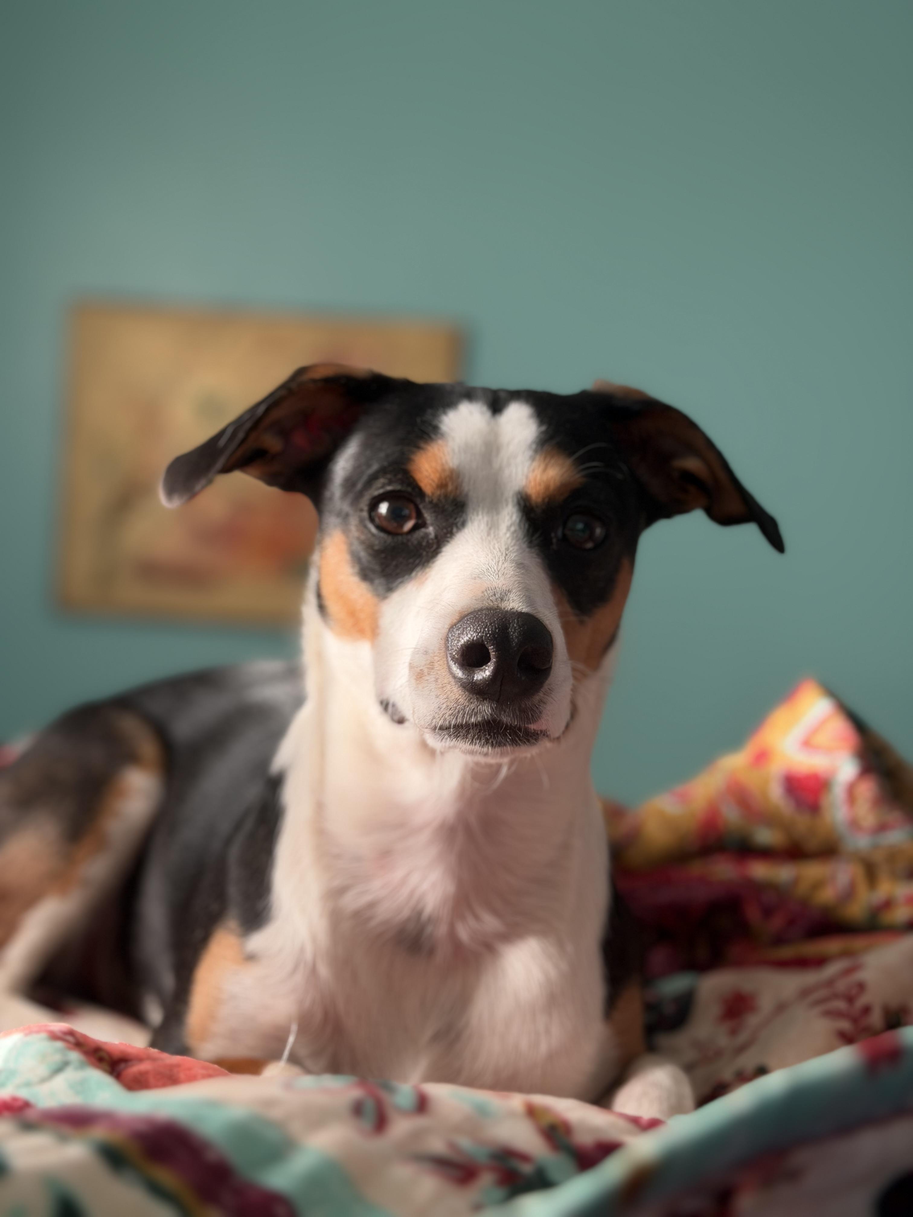 Enlarge Bingo, an adopted mixed breed in Memphis, TN image 2/6