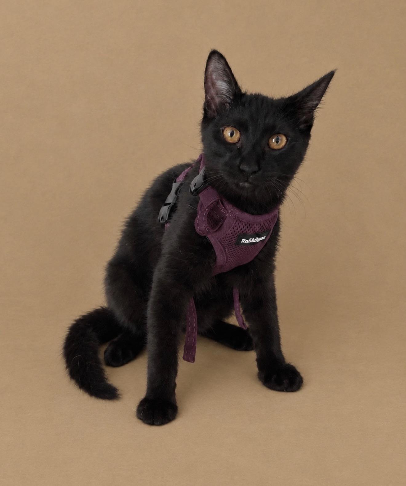 Enlarge Claudia, a Adoptable Domestic Short Hair in Oakley, CA image 2/6