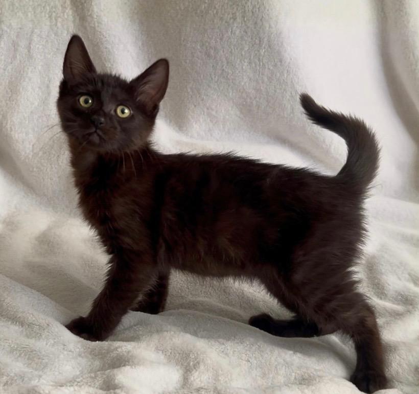 Claudia, a ADOPTABLE Domestic Short Hair in Oakley, CA image 2/3