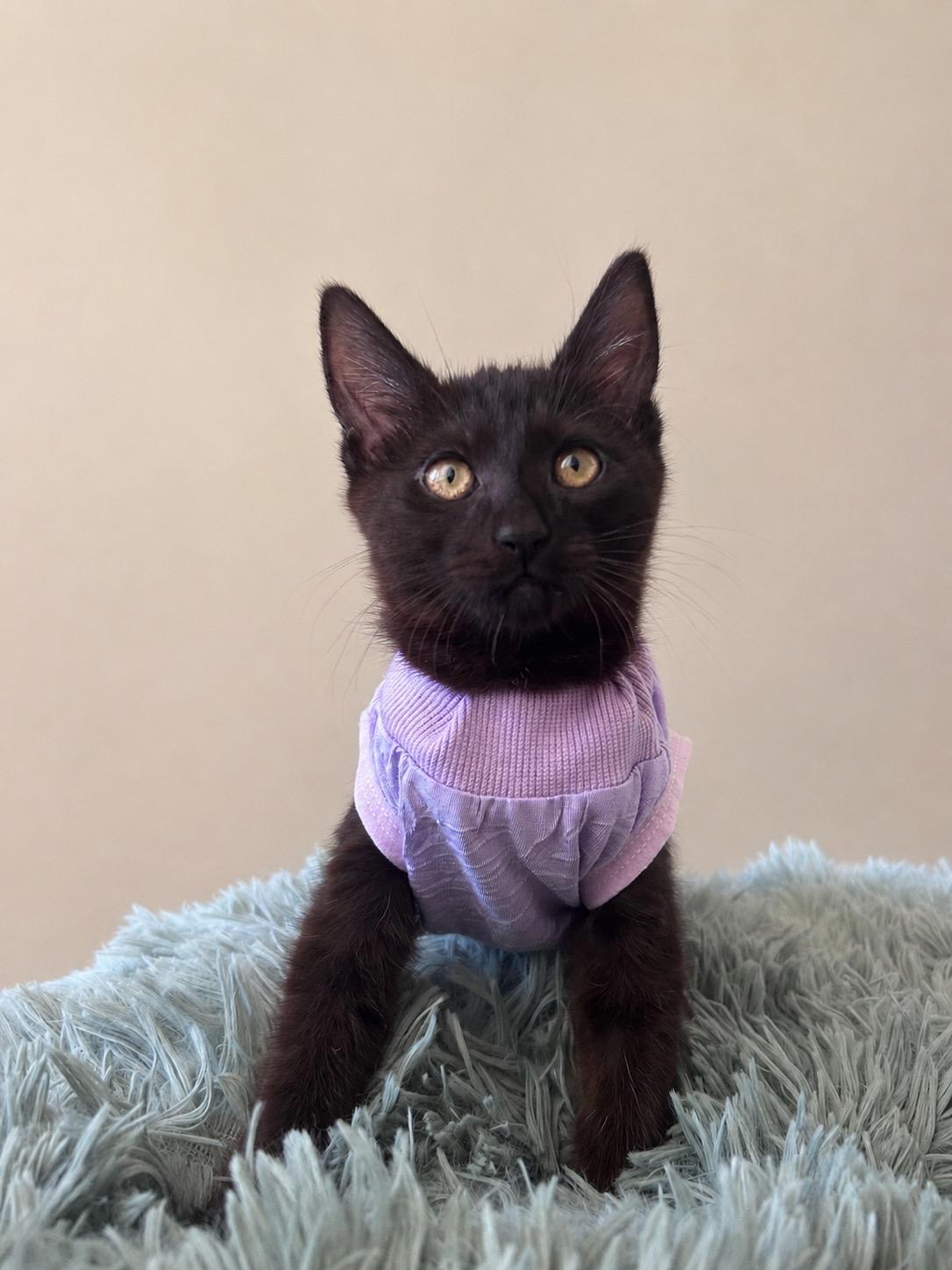 Claudia, a ADOPTABLE Domestic Short Hair in Oakley, CA image 3/3