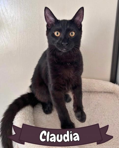 Claudia, ADOPTABLE, Kitten Female Domestic Short Hair.