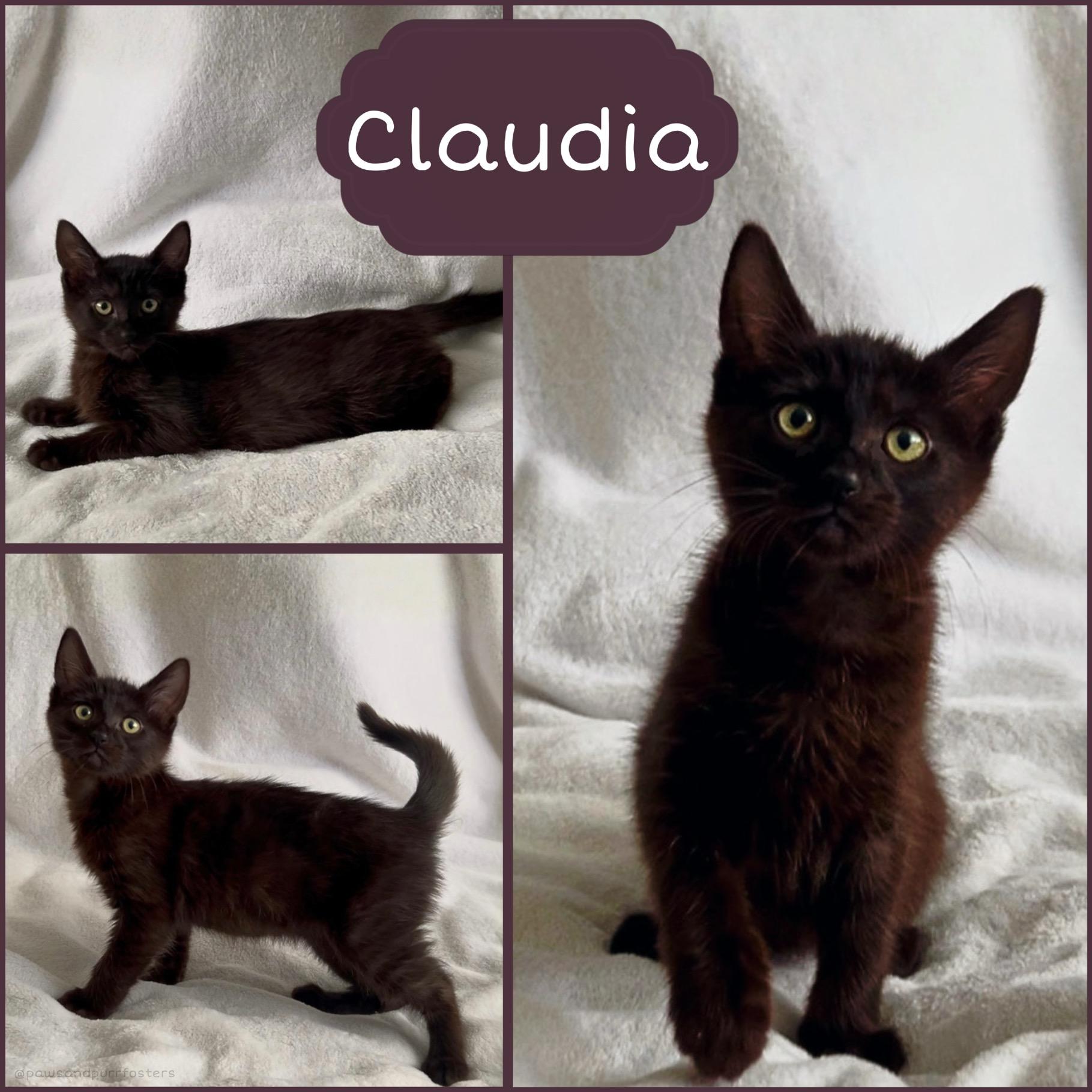 Claudia, a ADOPTABLE Domestic Short Hair in Oakley, CA image 1/3