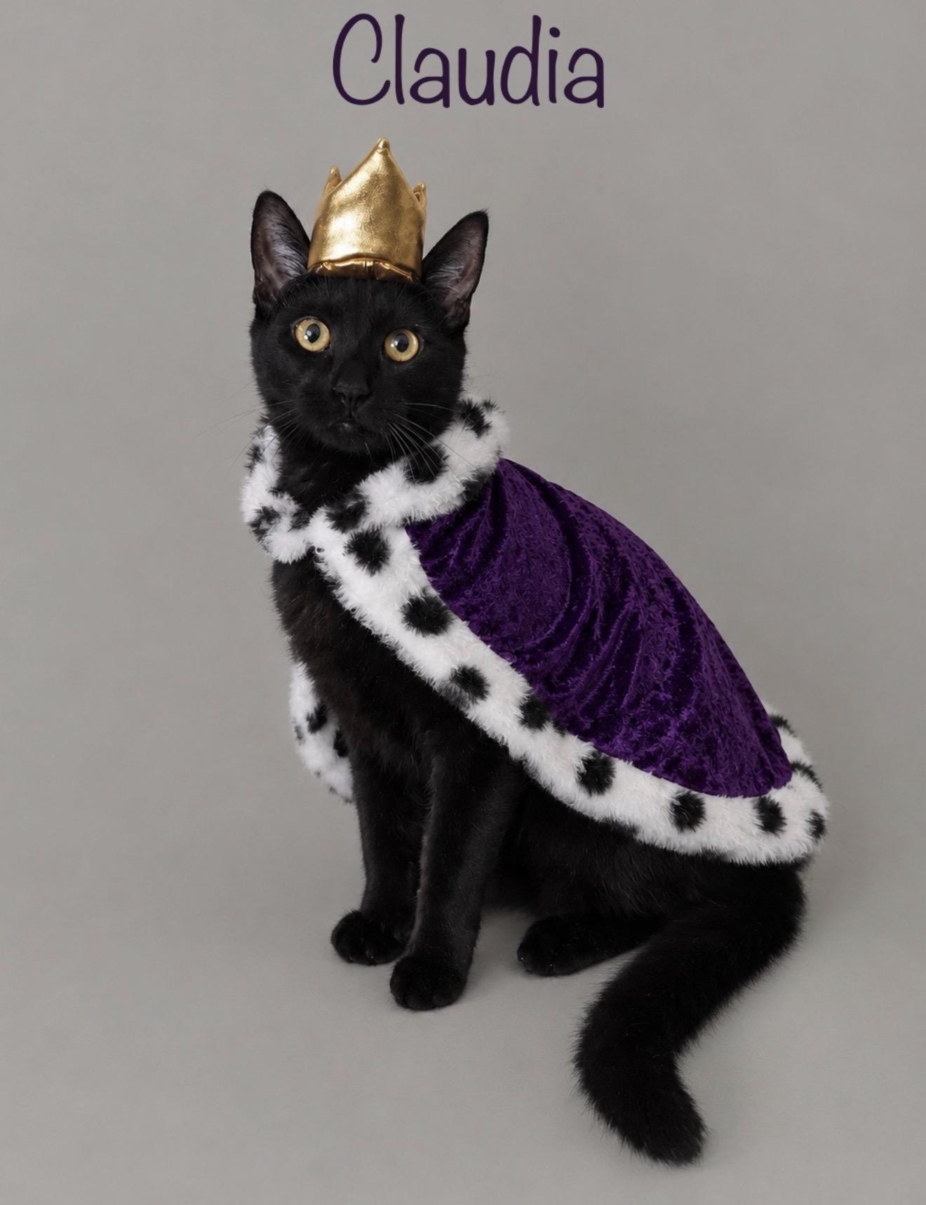 Claudia, Adoptable, Kitten Female Domestic Short Hair.