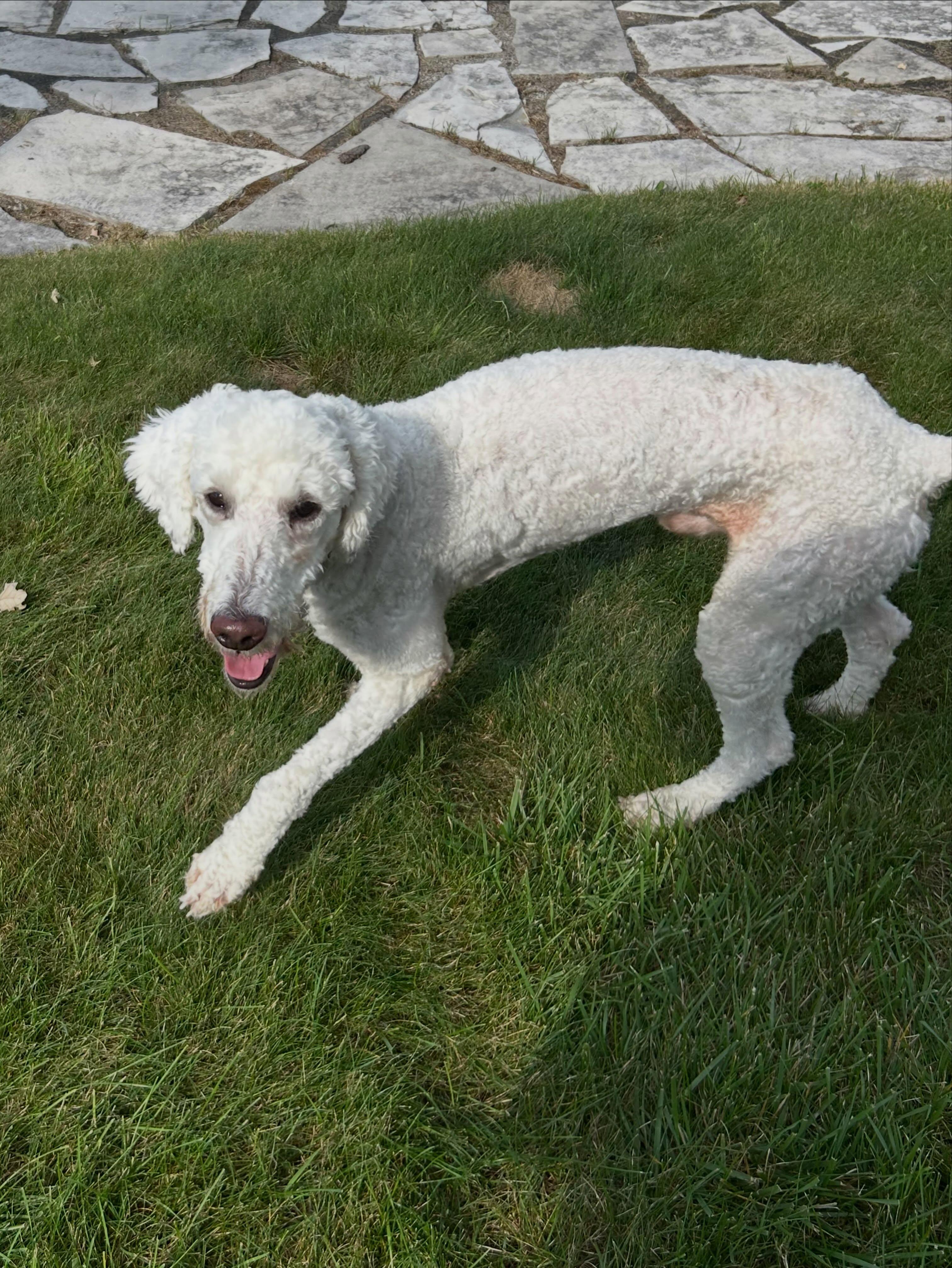Enlarge Larry, a Adoptable mixed breed in Detroit, MI image 4/4