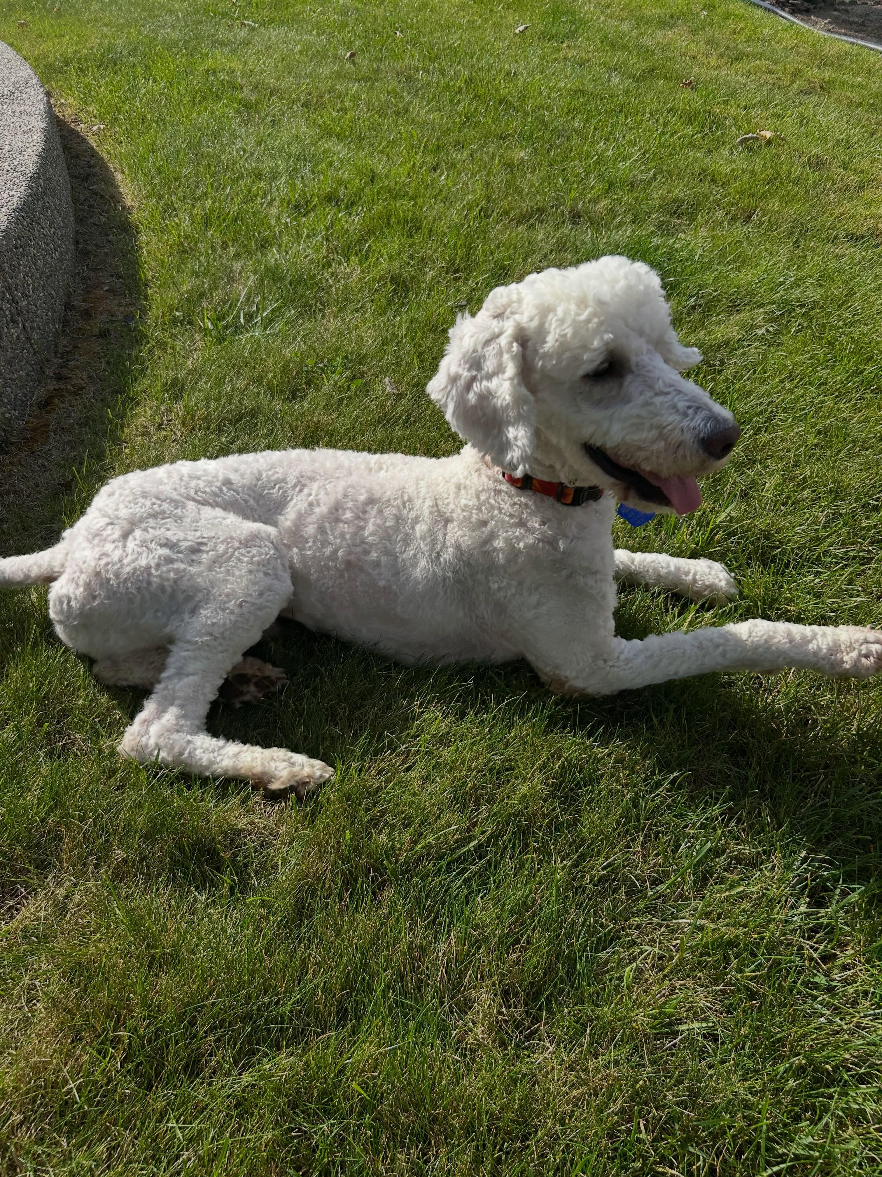 Enlarge Larry, a Adoptable mixed breed in Detroit, MI image 2/4