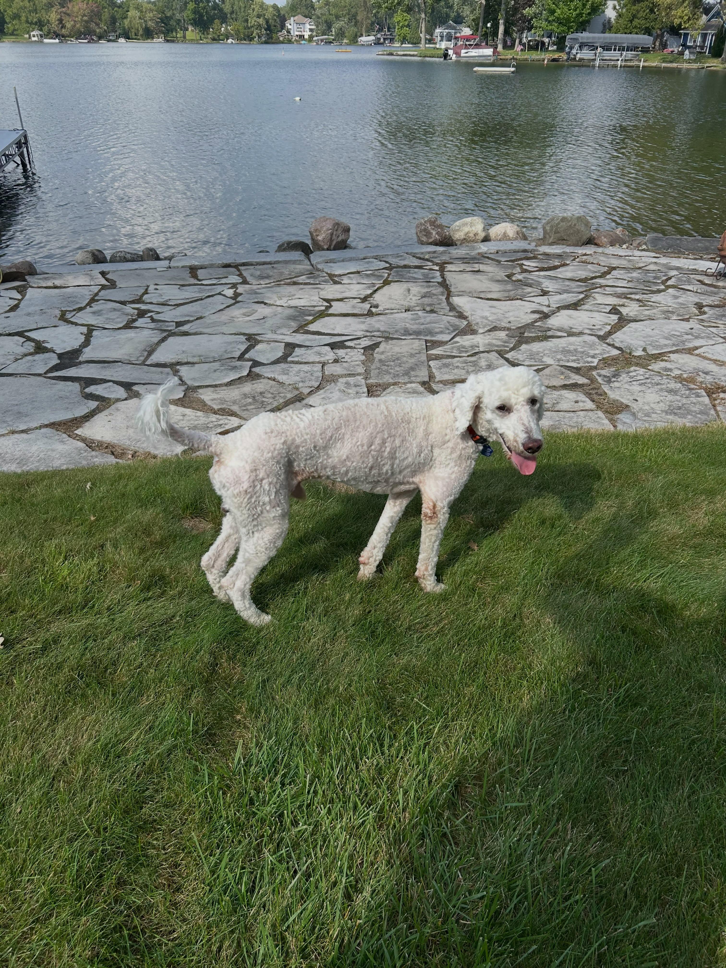 Enlarge Larry, a Adoptable mixed breed in Detroit, MI image 3/4
