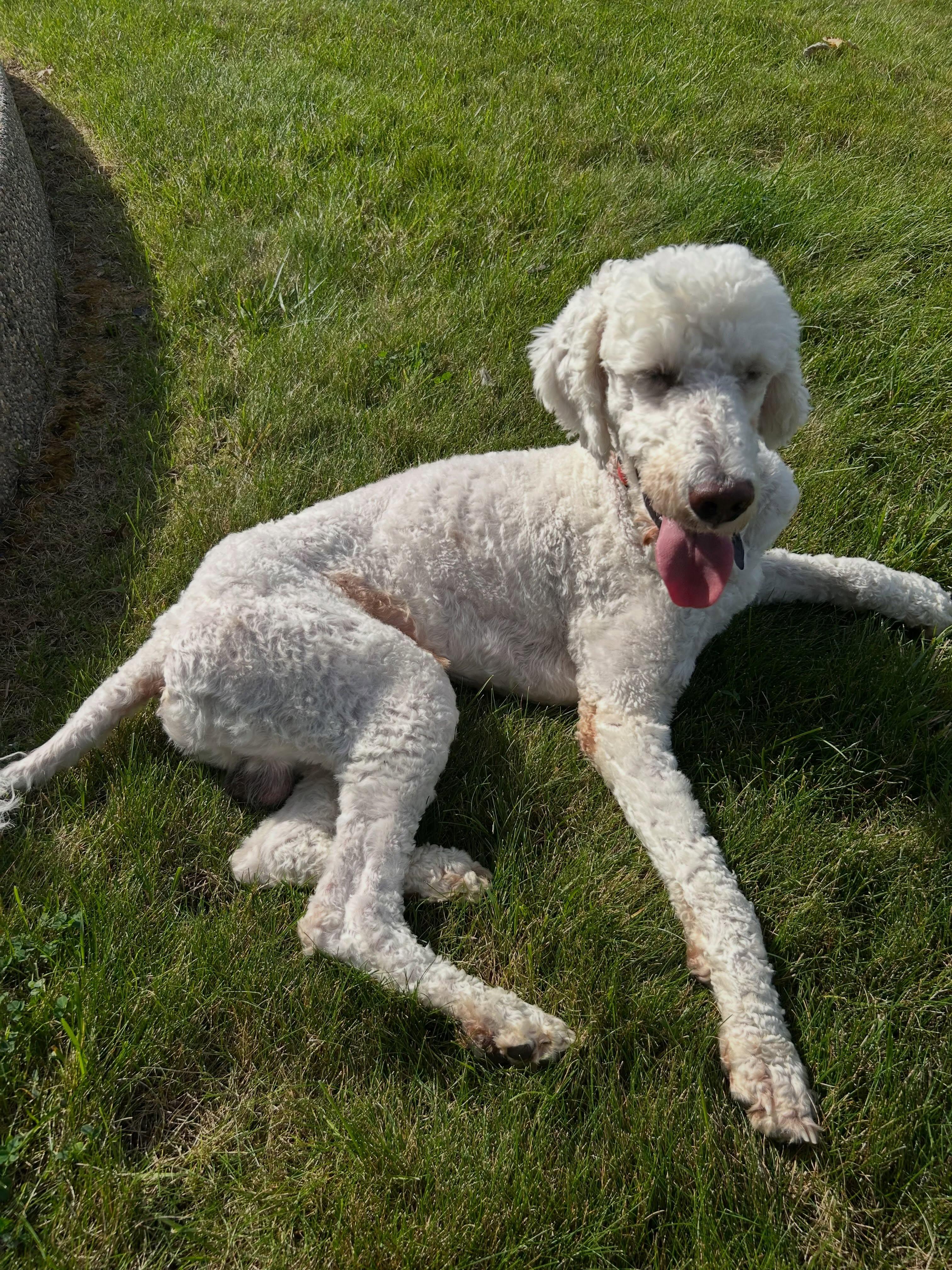 Enlarge Larry, a Adoptable mixed breed in Detroit, MI image 1/4