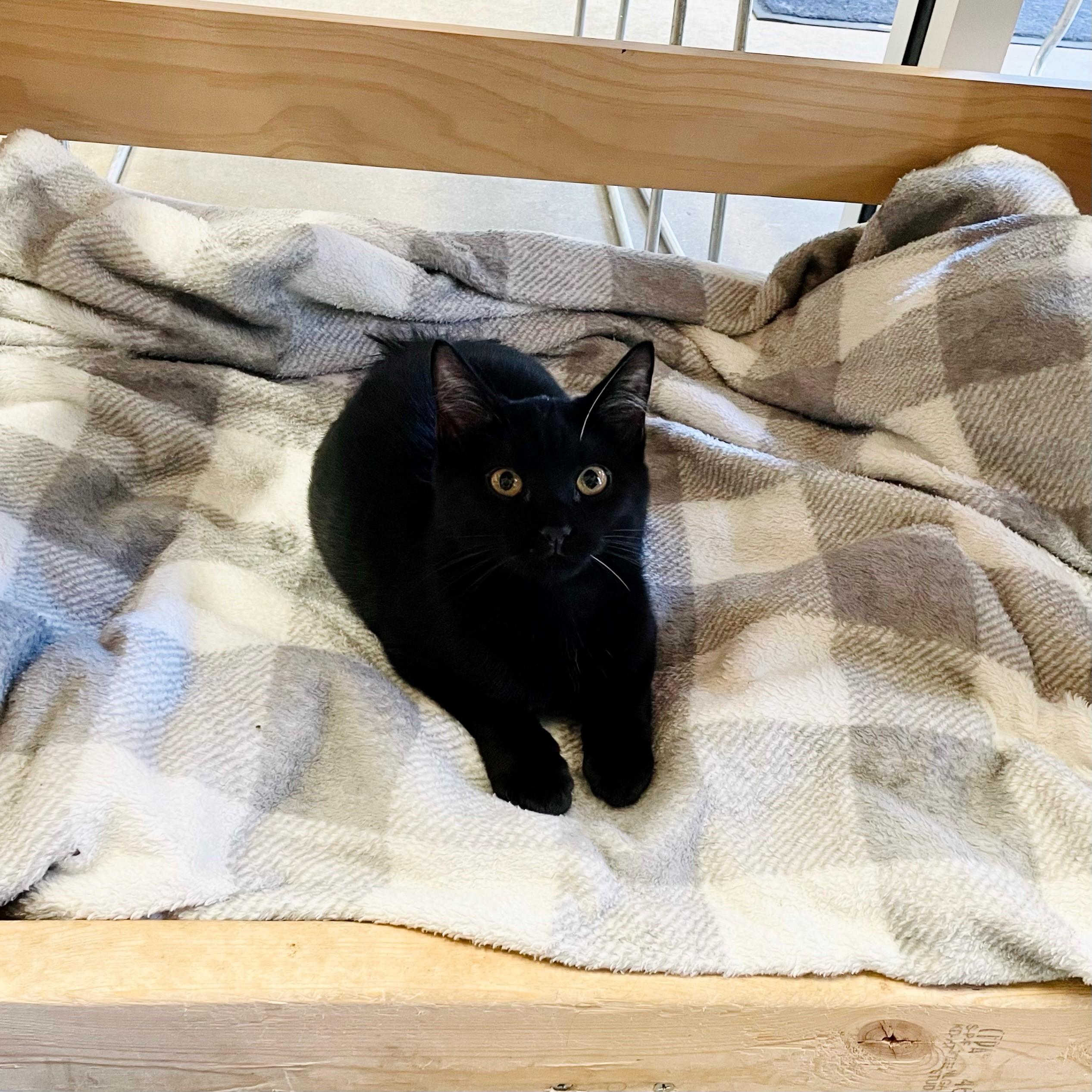 Zodiac, a Adoptable Domestic Short Hair in Columbus, IN image 2/2