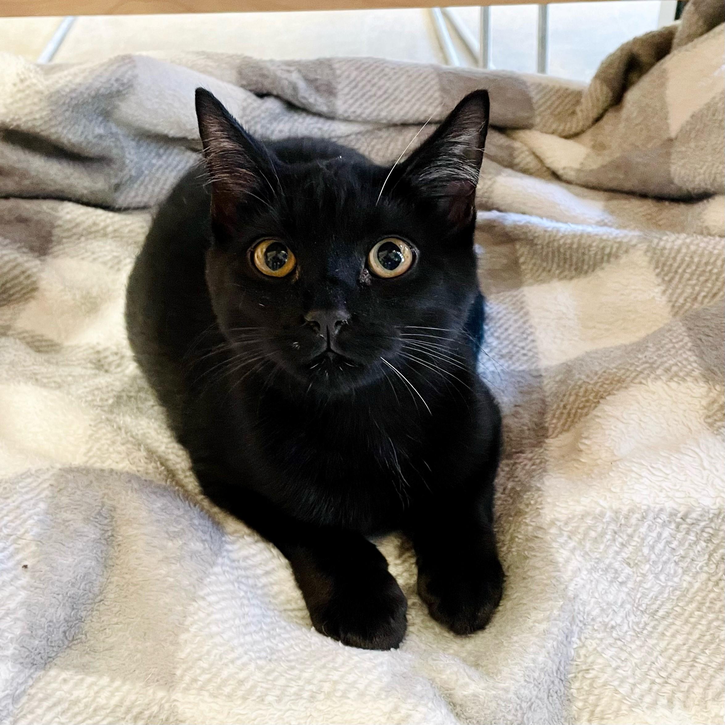 Zodiac, Adoptable, Kitten Male Domestic Short Hair.