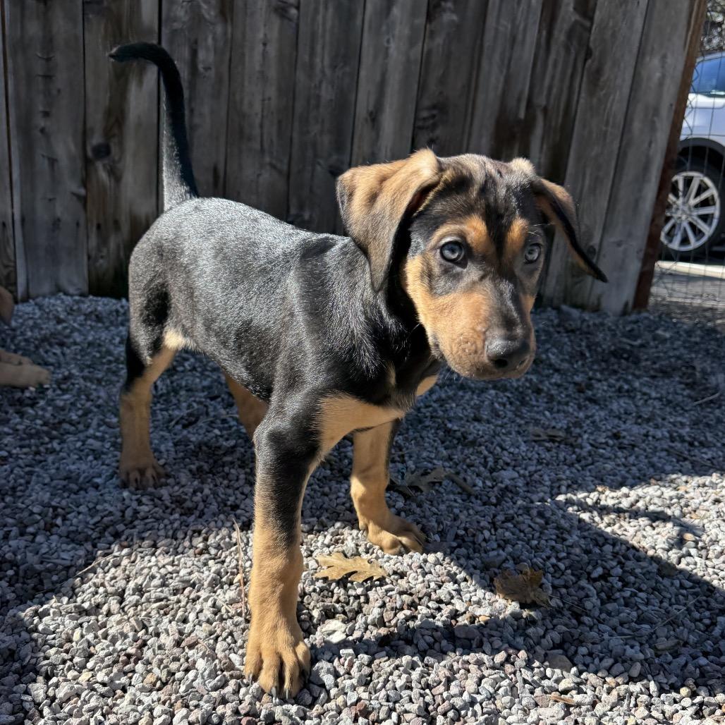Buddy, Adoptable, Puppy Male Shepherd.