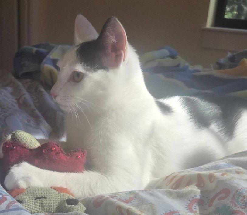 Moo, Adoptable, Kitten Male Domestic Short Hair.