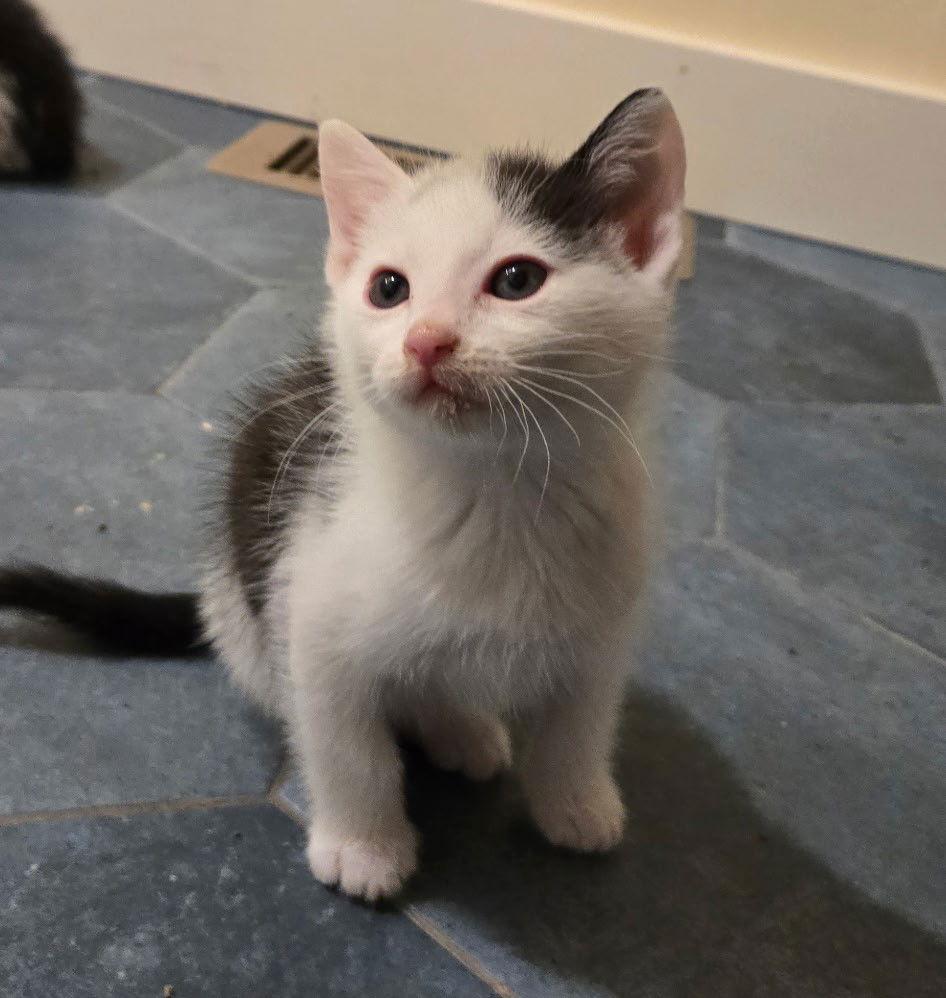 Moo, Adoptable, Kitten Male Domestic Short Hair.